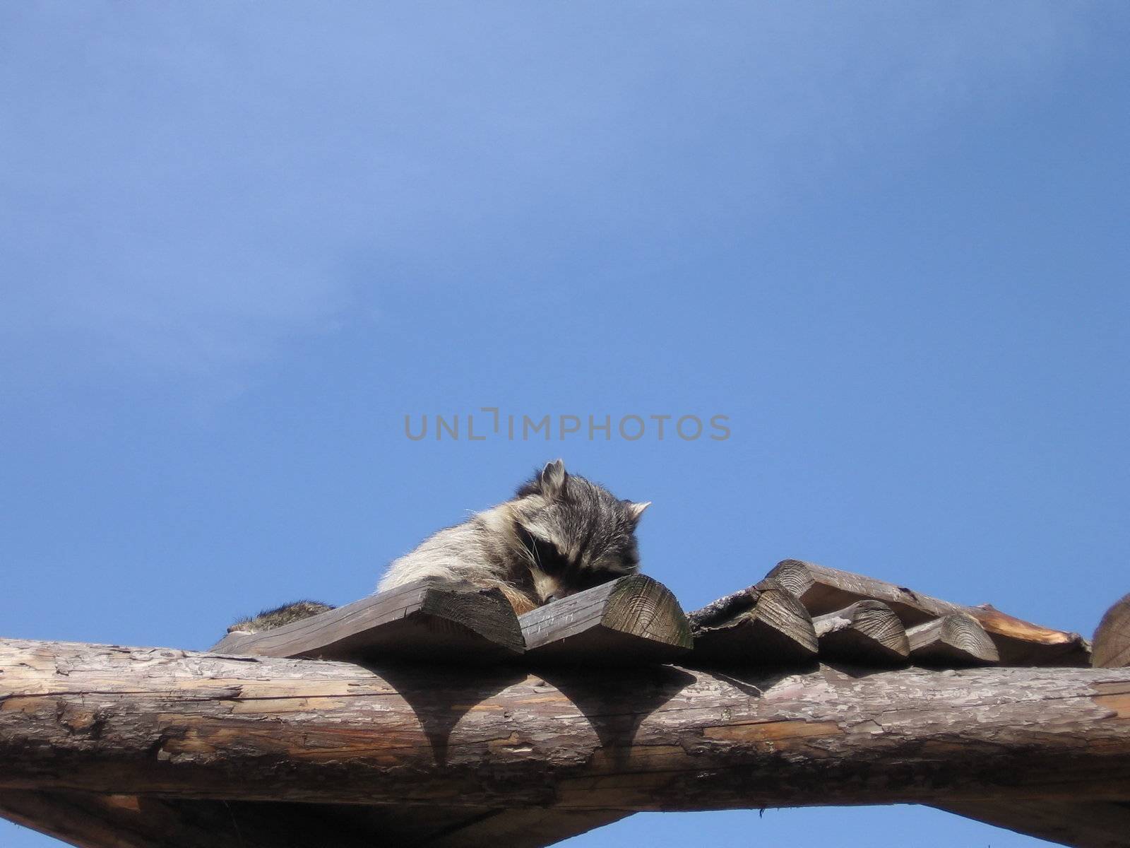 Cute raccoon on the logs on a background of blue sky