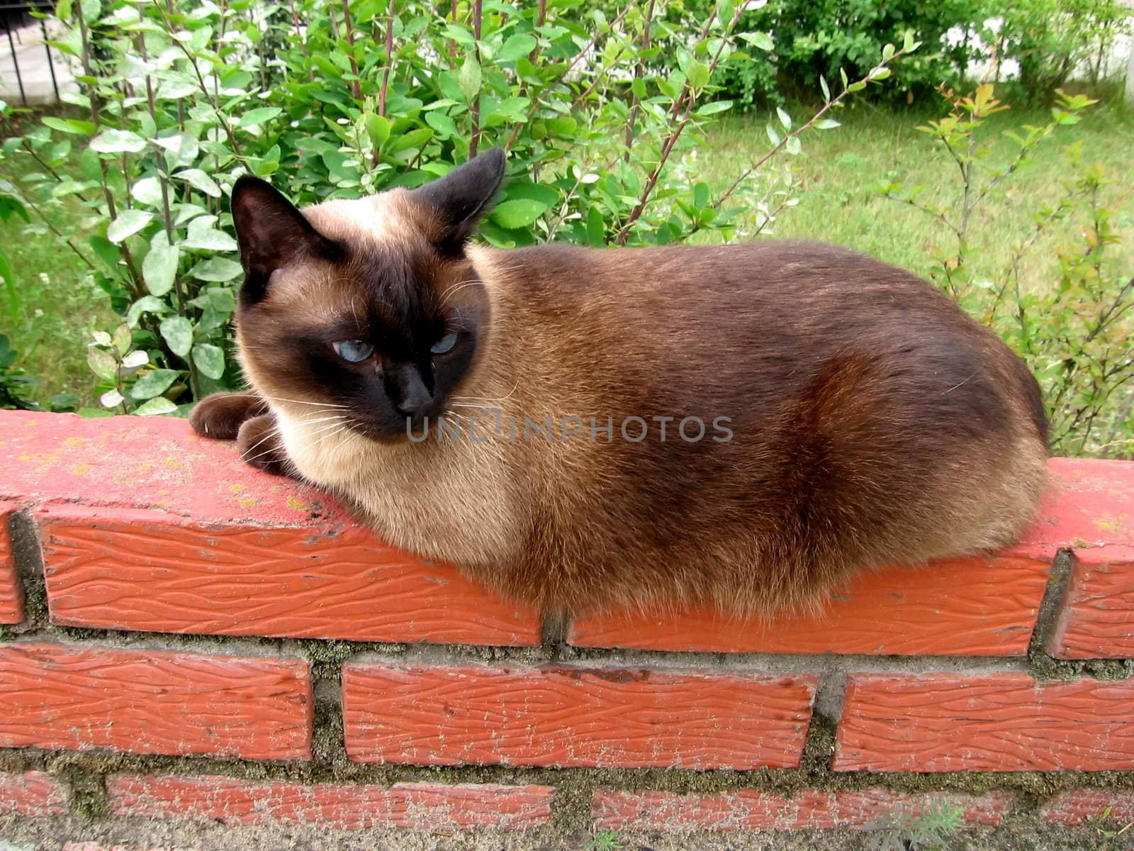 Siam cat sits on the red brick wall