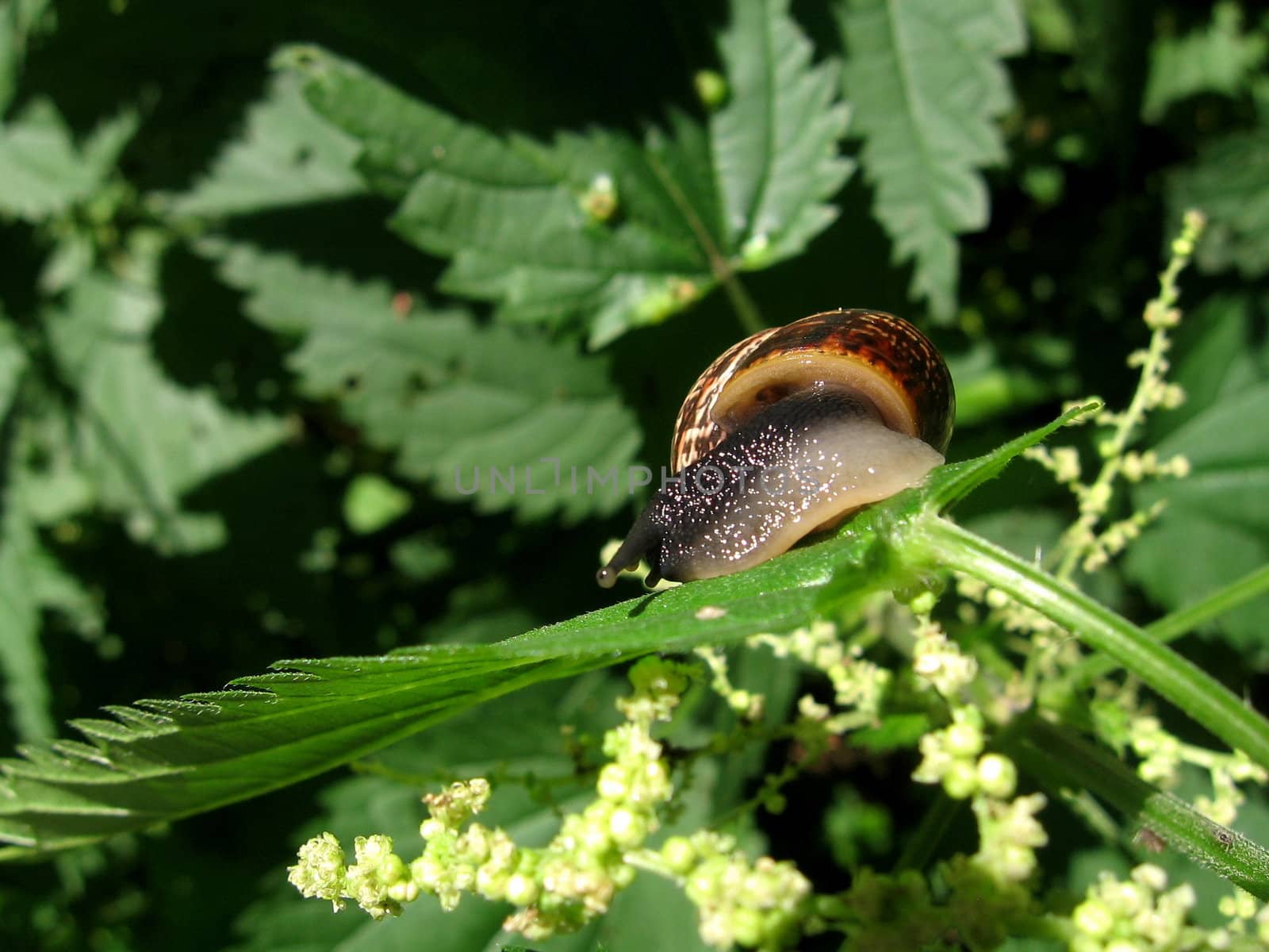 Snail creeps on the green leaf at the forest