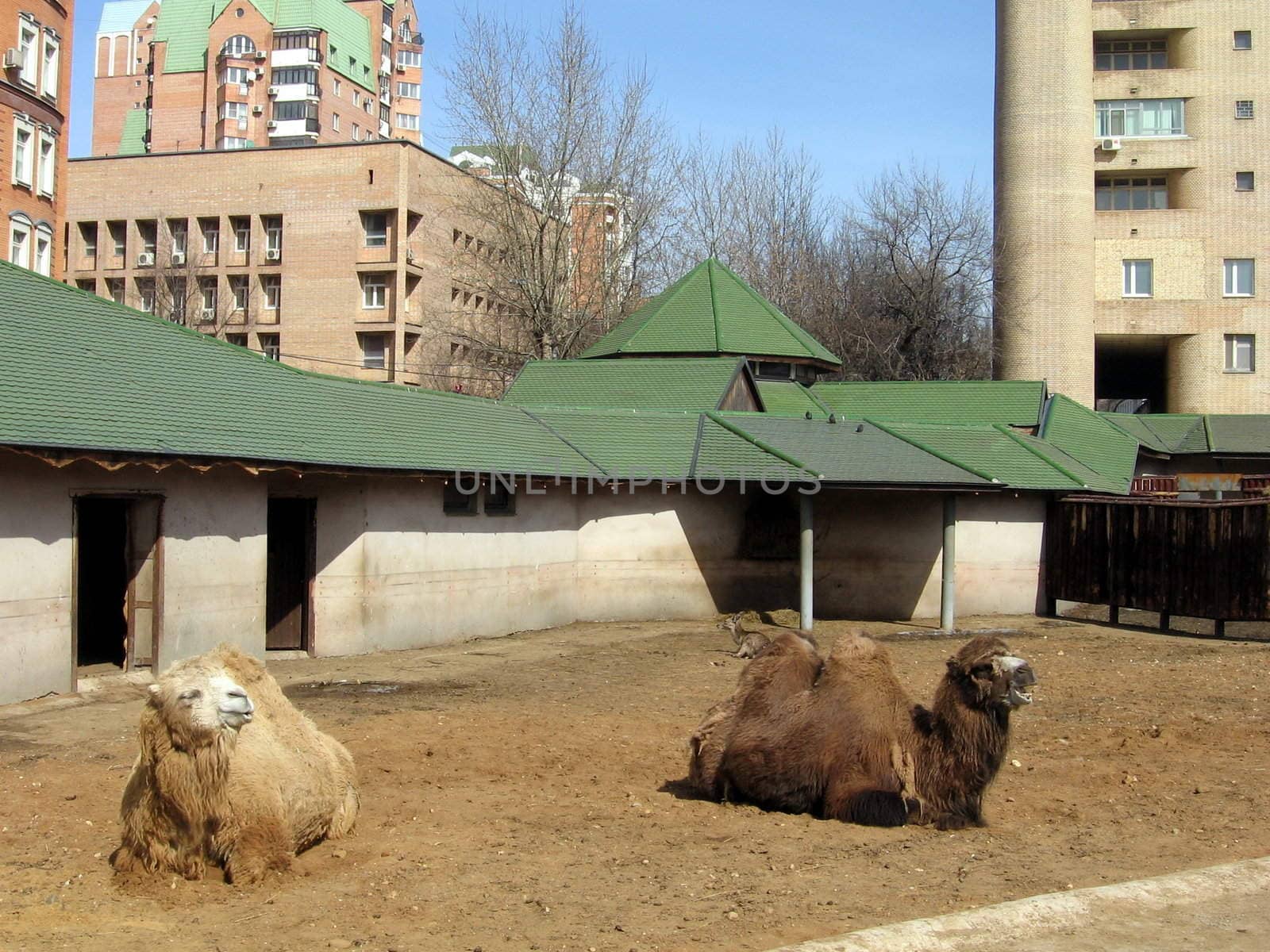 Two camels sit on the sand in Moscow zoo