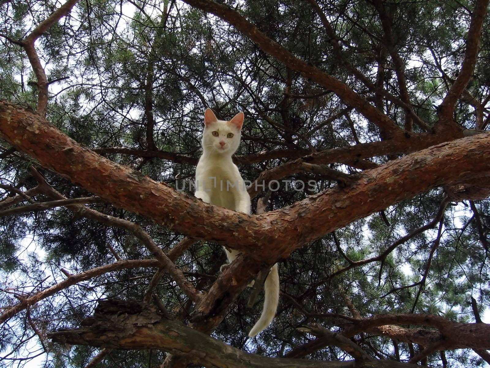 Cute cat sit on a pine in the forest