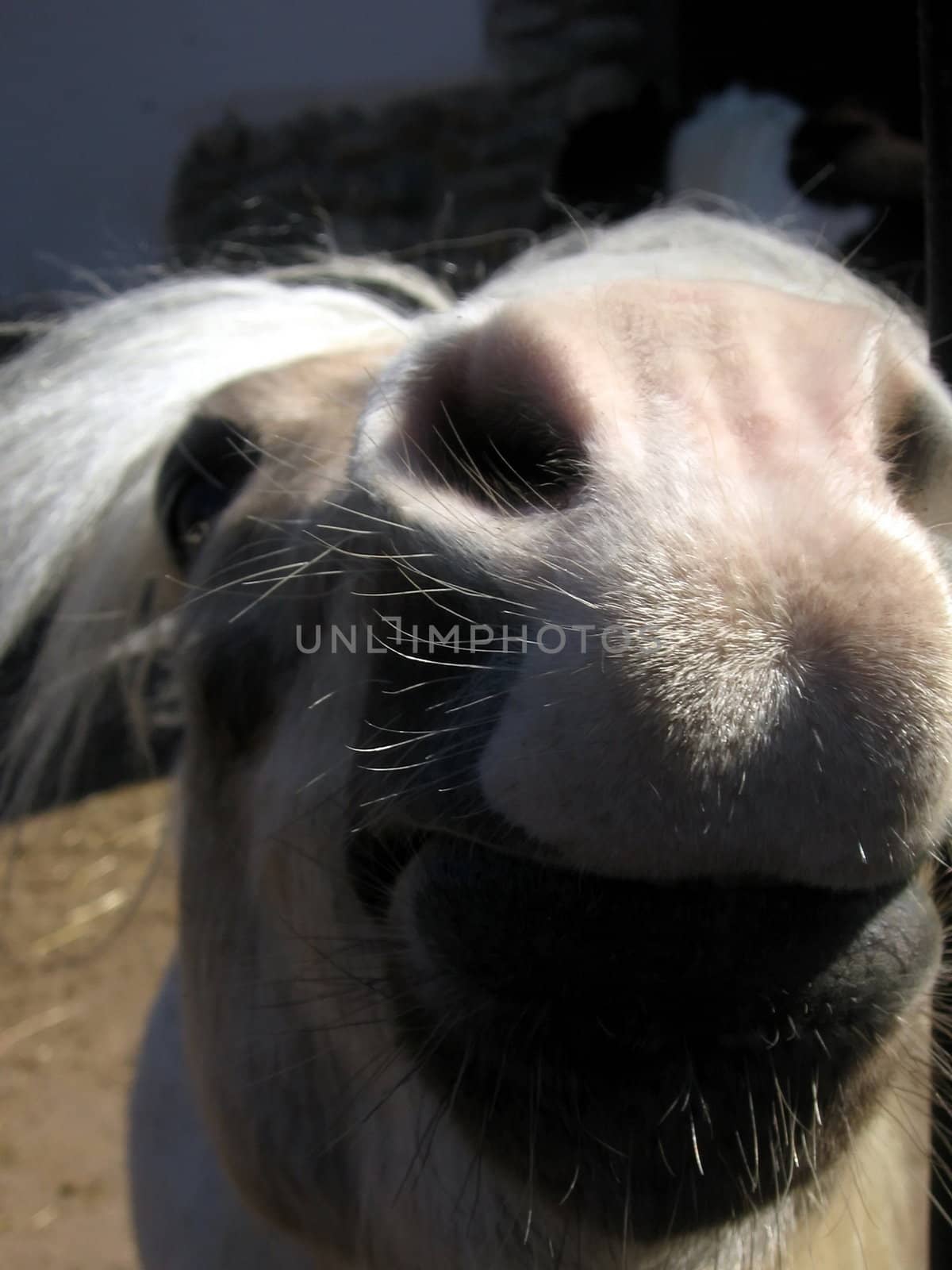 Cute head of horse which looks in a camera