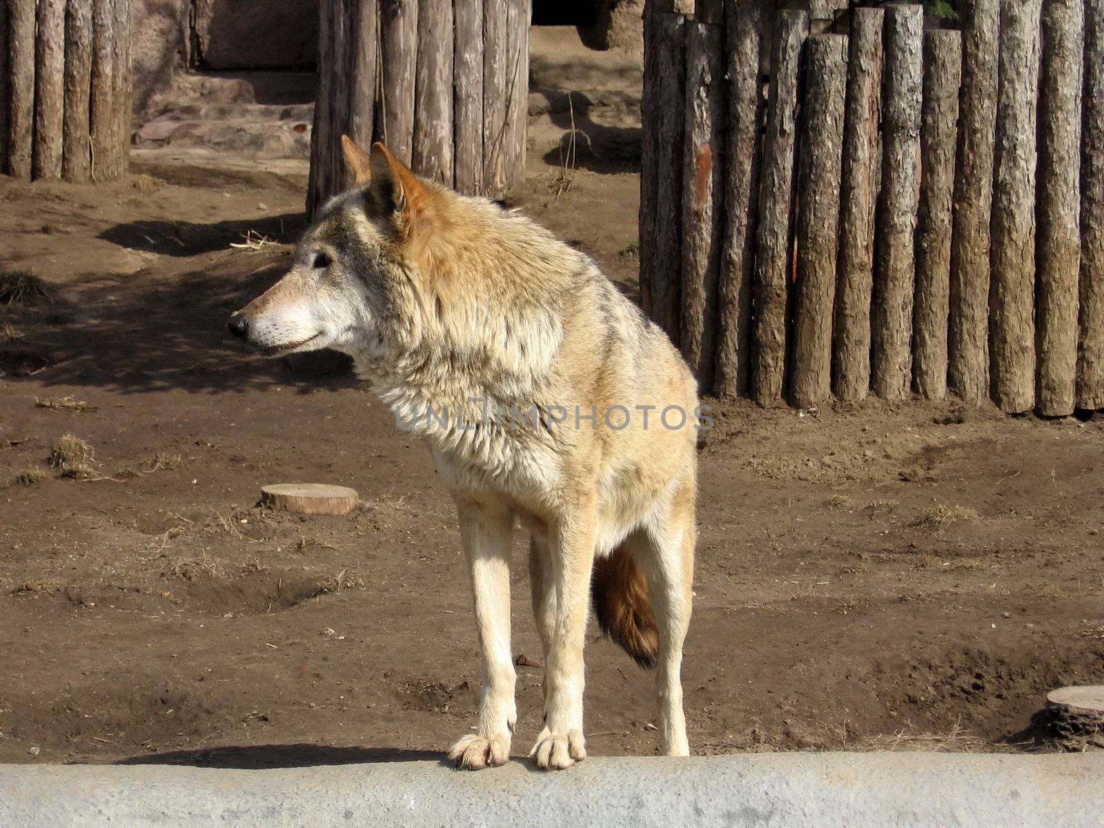 Old gray wolf stay in Moscow zoo