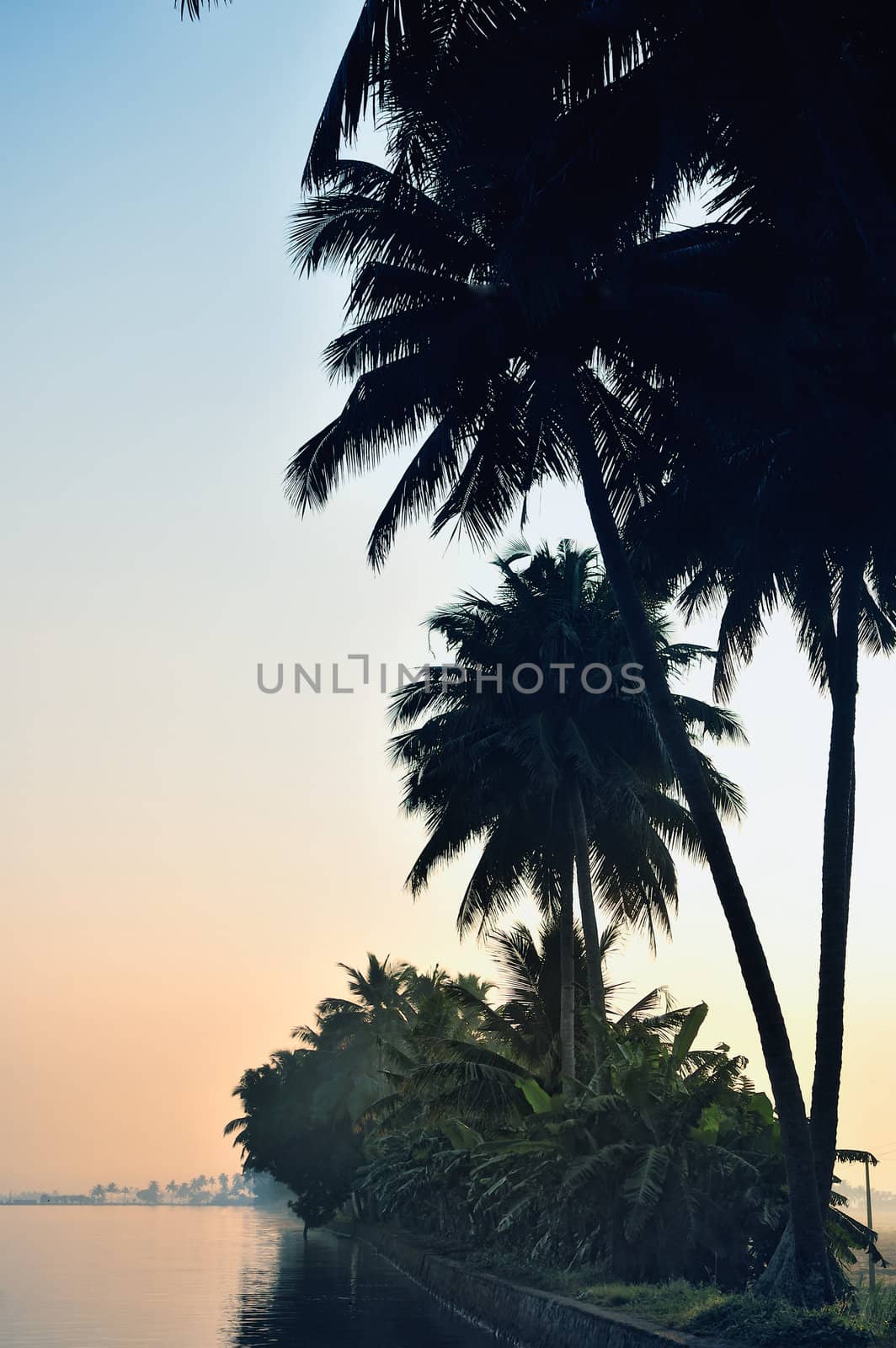 Silhouettes of palm trees on the shore early morning