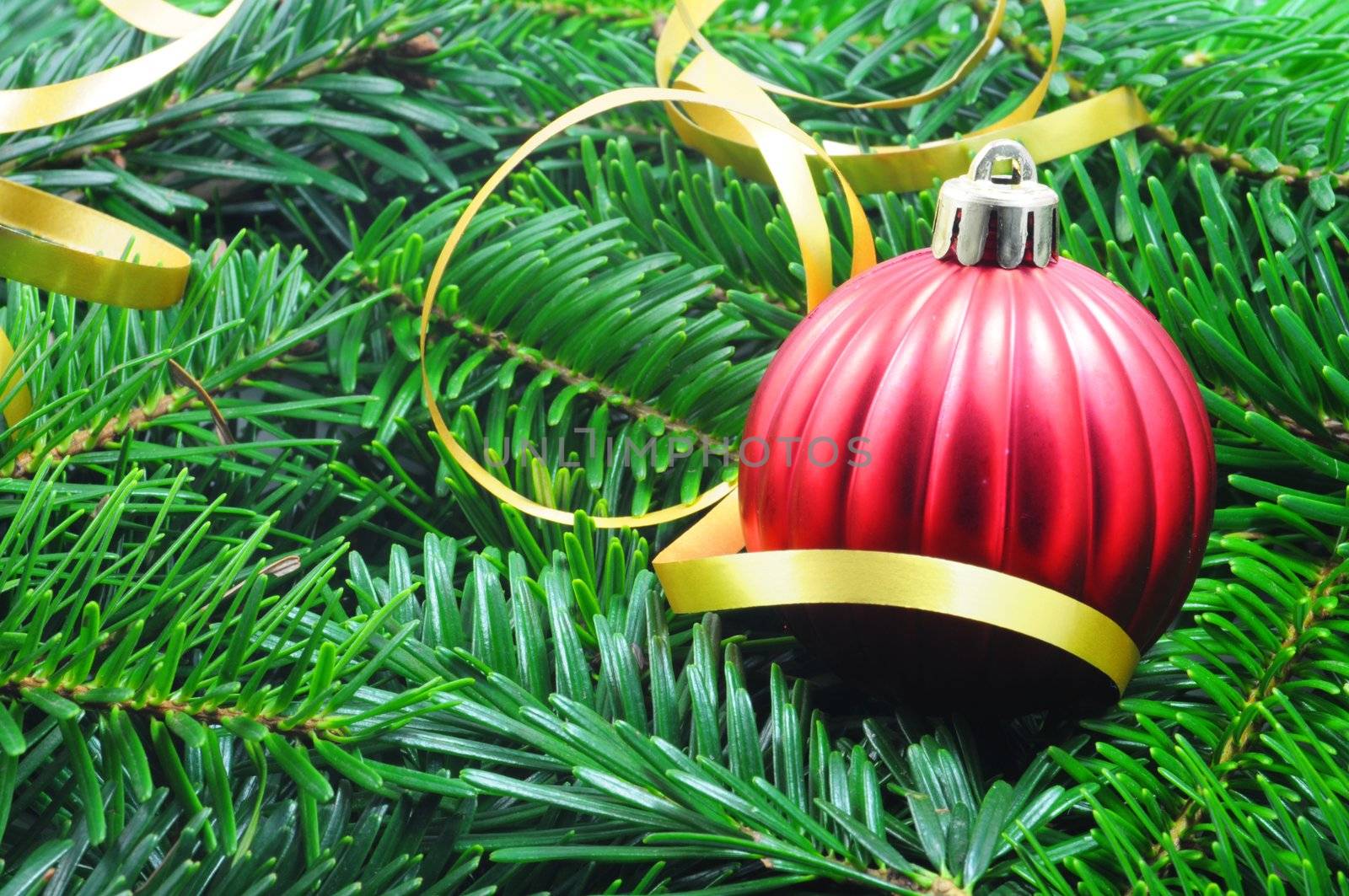 christmas or xmas still life with green fir from tree