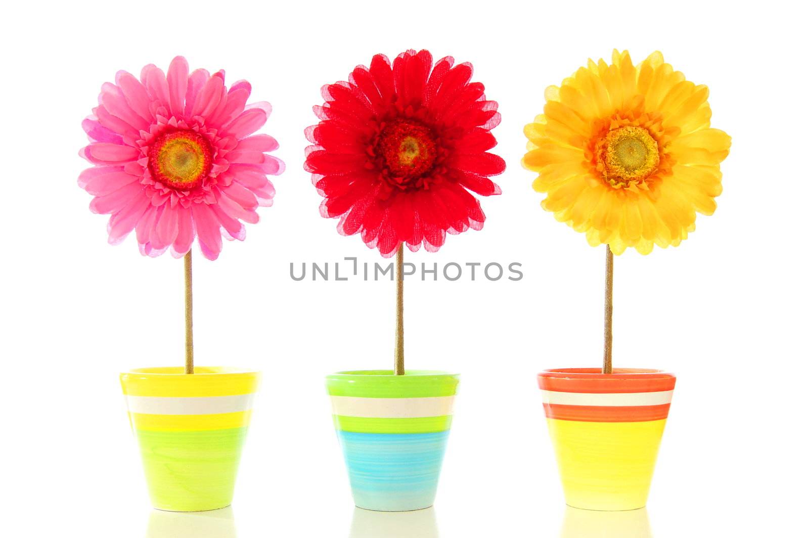 funny summer flowers isolated on white background