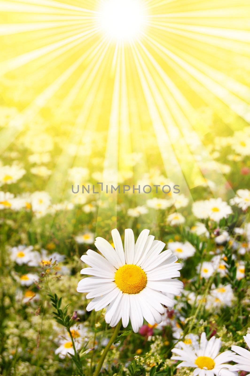 flower and sun in summer on a field