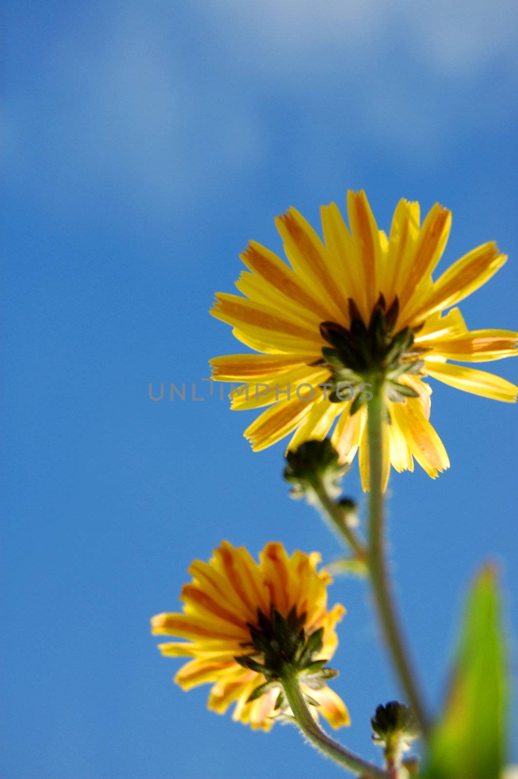 happy flower under blue summer sky on grassland