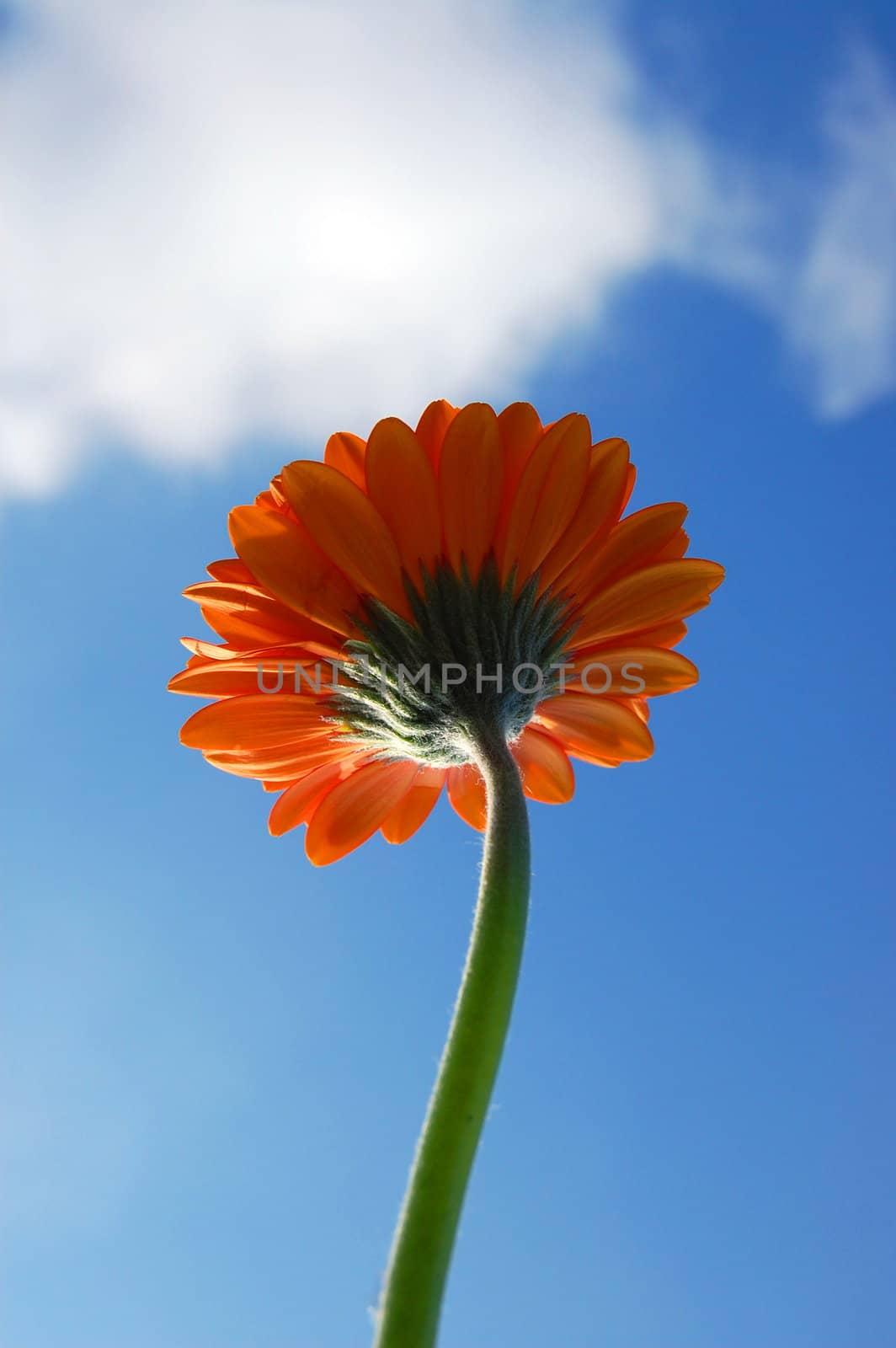 gerbera daisy from below under blue sky in summer