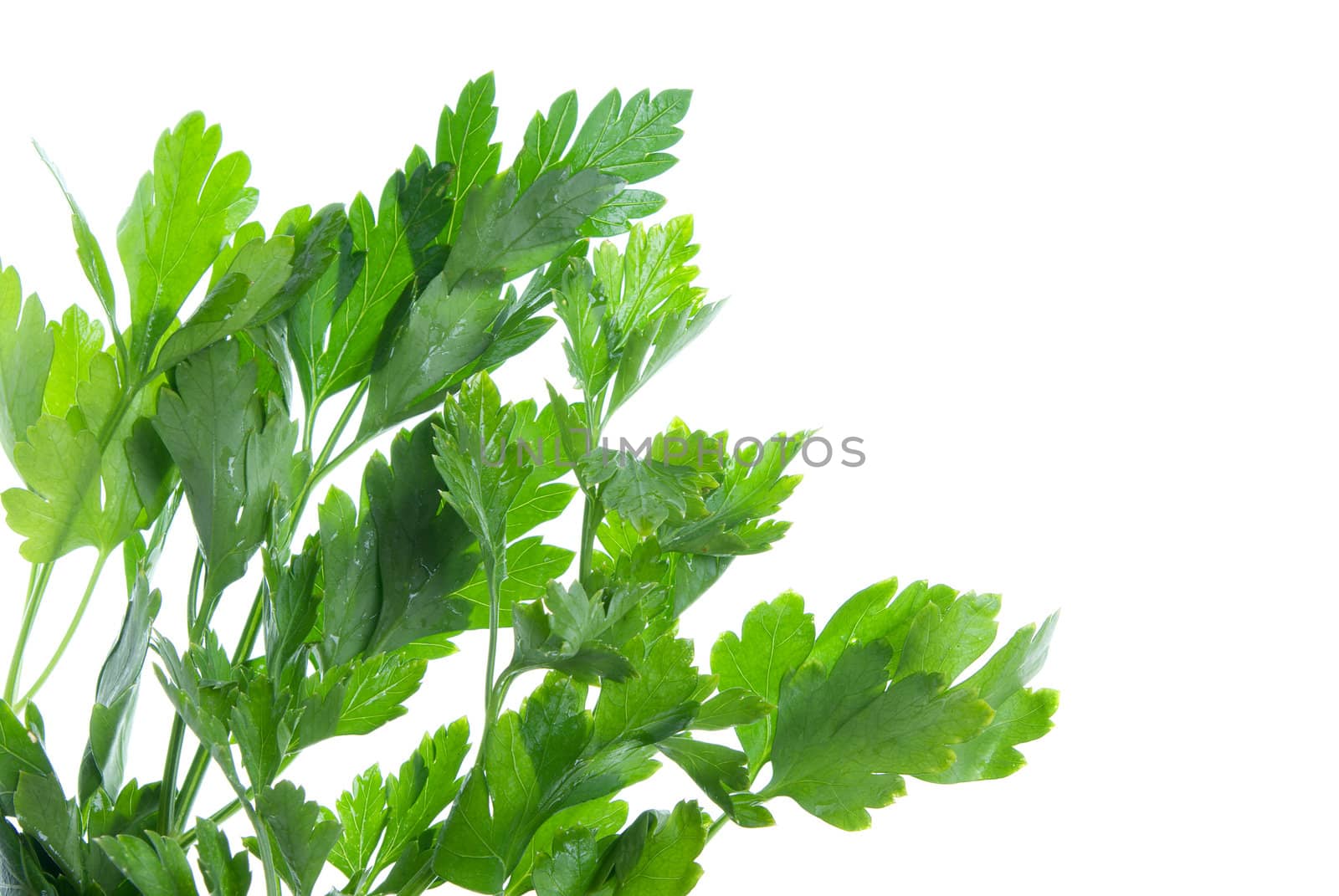 Isolated Parsley on a white background  Close-up 