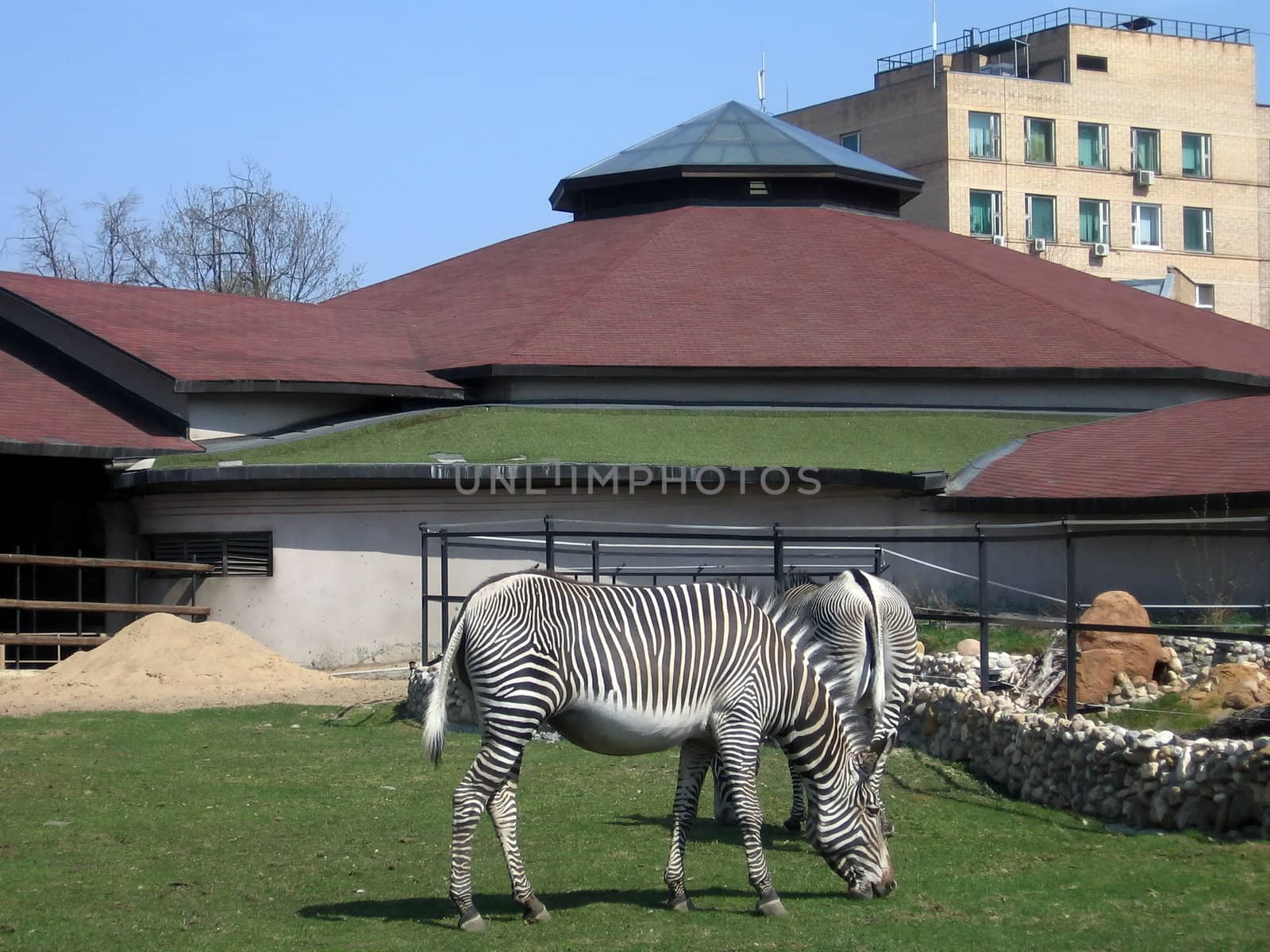 Zebra in Moscow zoo eats green grass