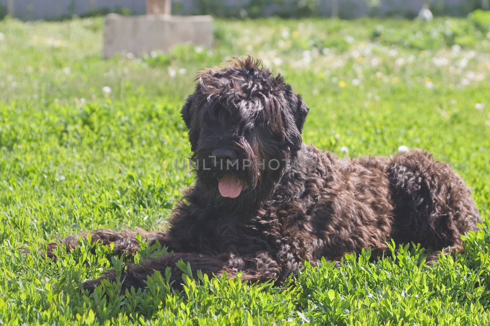lying black terrier by foaloce