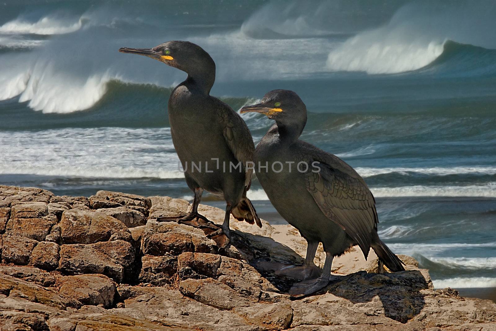 A male and a female Shag on the coast of South Wales.