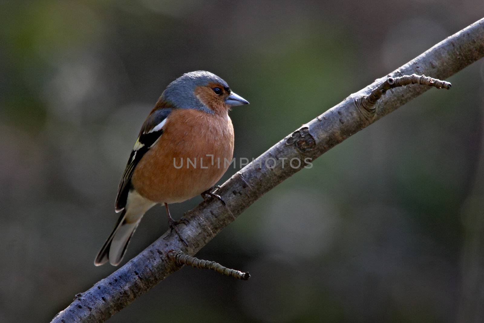 A male Chaffinch on a small branch.