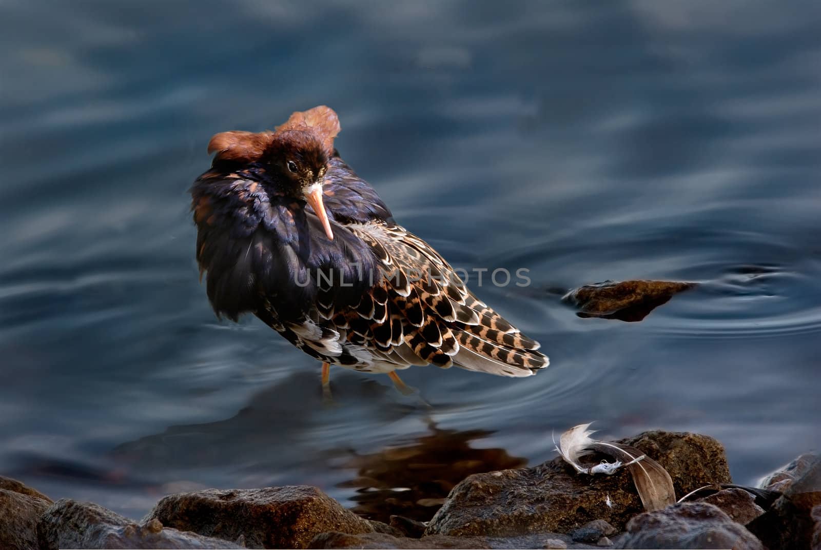 A male Ruff in the mating season.