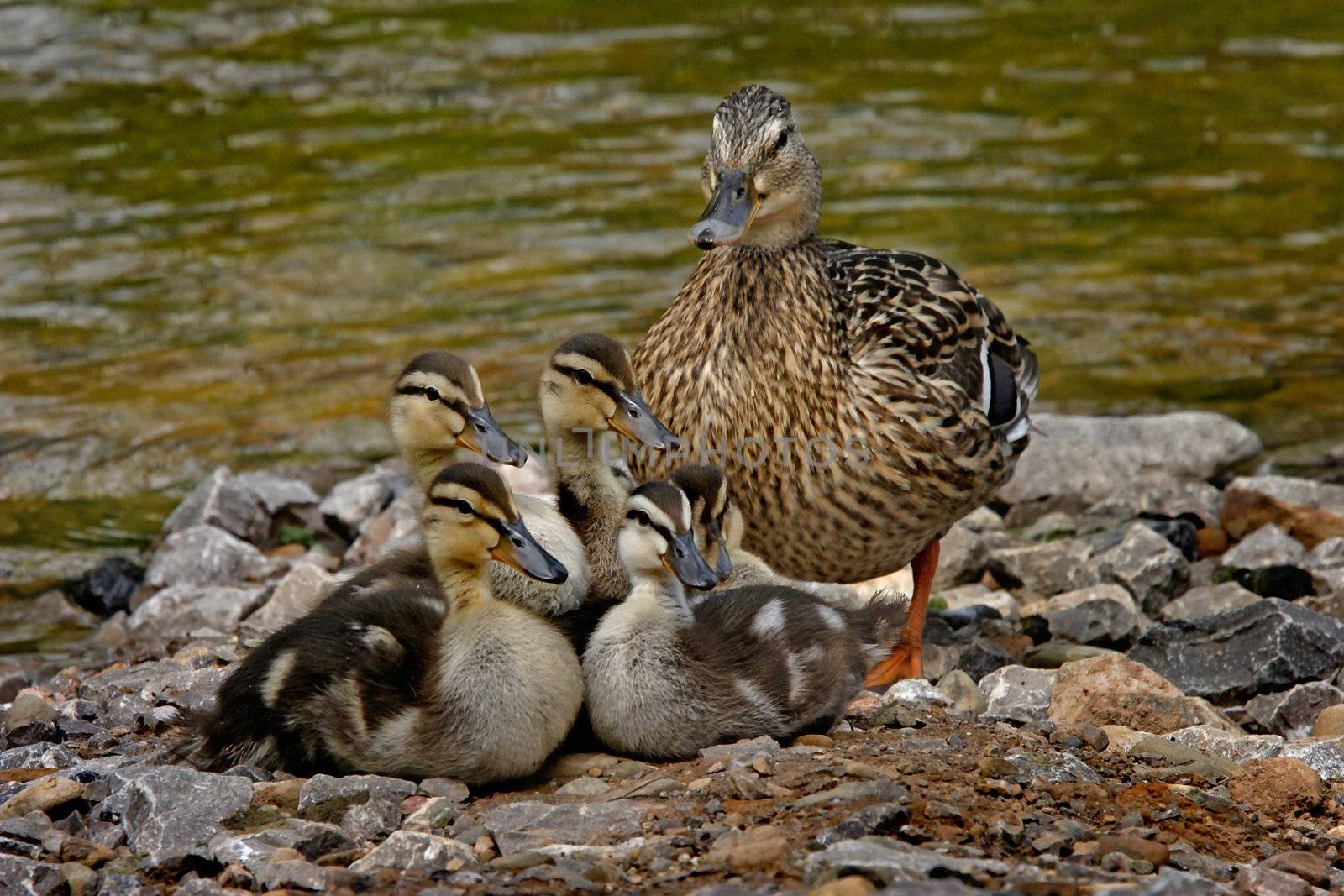 A female Mallard Duck with her young.