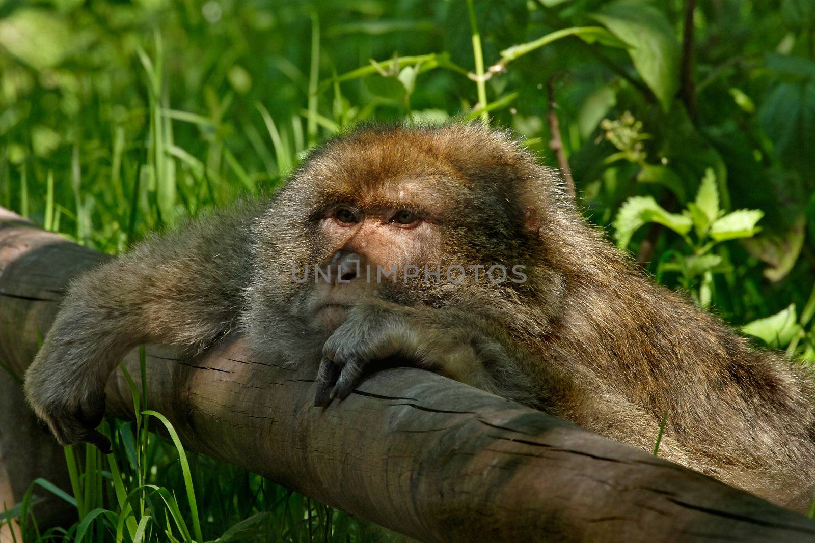 A Barbary Macaque Monkey resting. They are native to Algeria and Morroco.