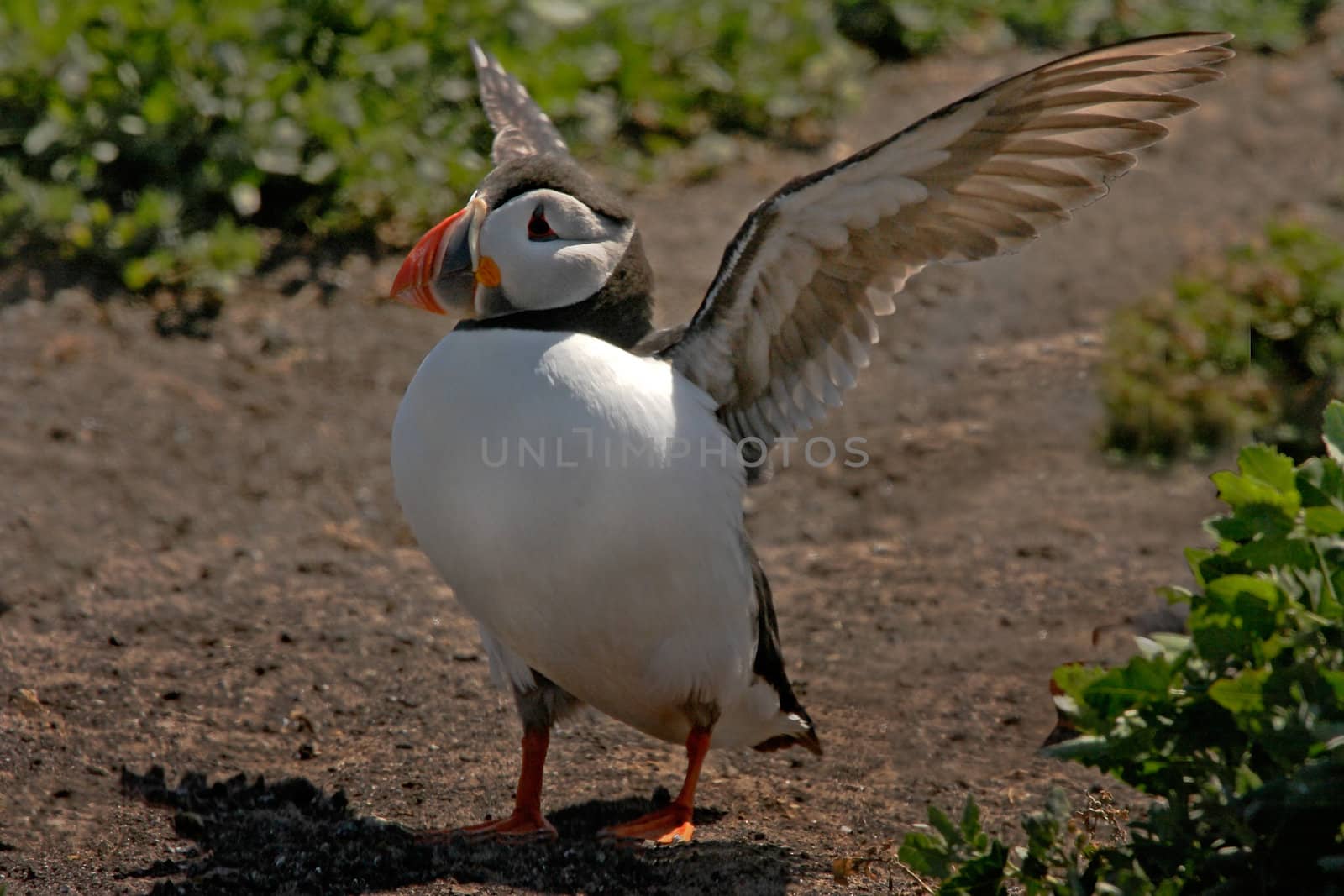 A Puffin exercises it's wings on the Farne Islands Northumberland, England, where they spend the Summer.