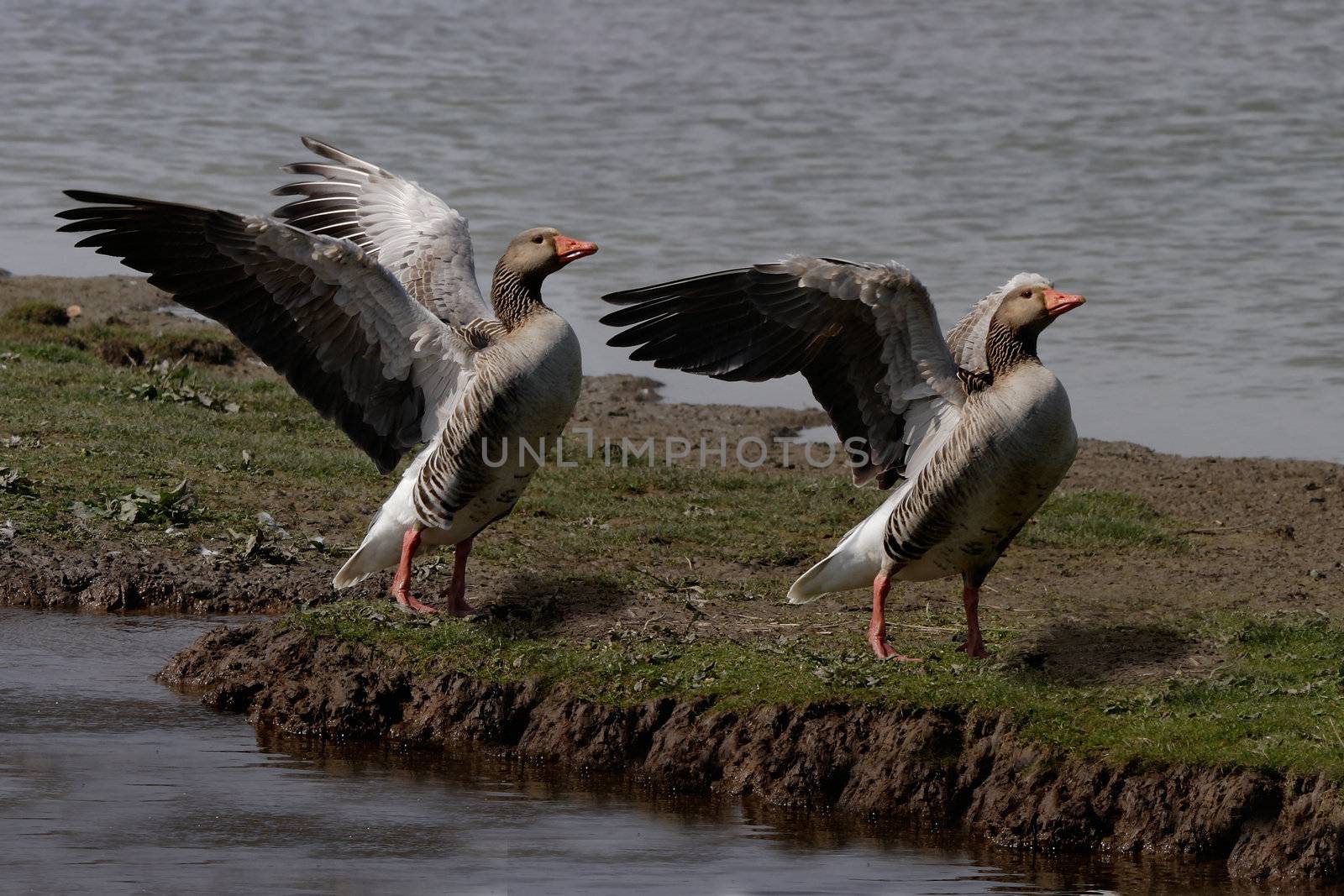 Two Greylag Geese exersise their wings. Greylag are the ancesters of domestic geese. 