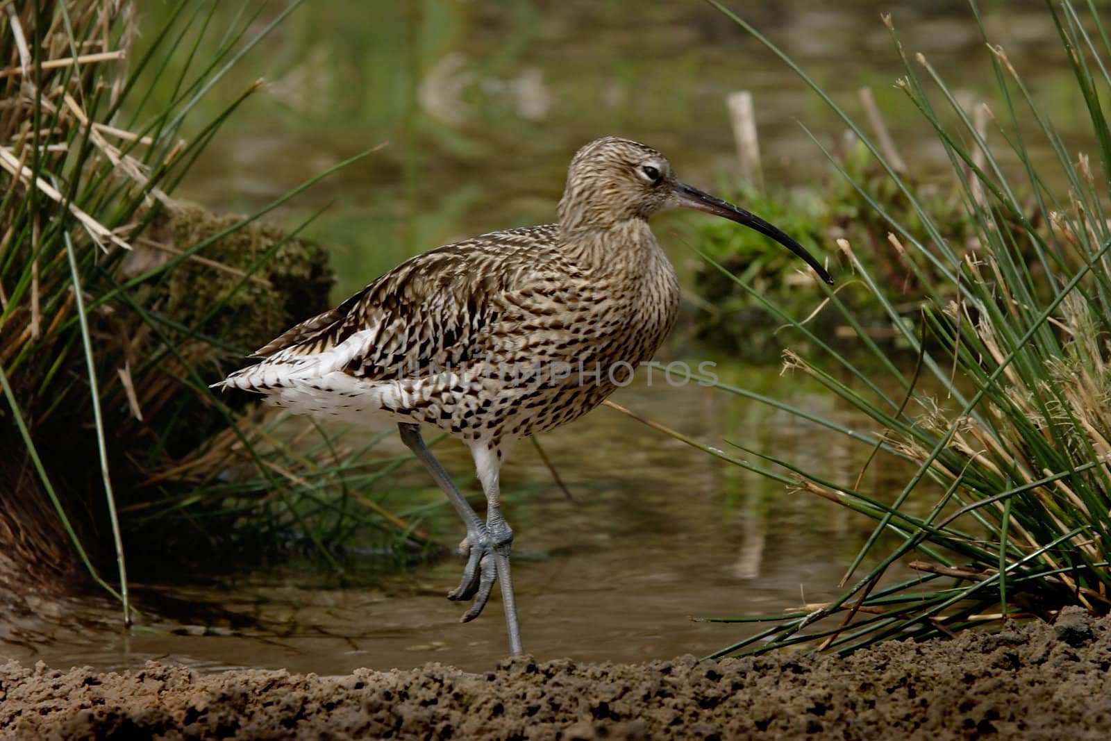 A Curlew by water in Norfolk England.