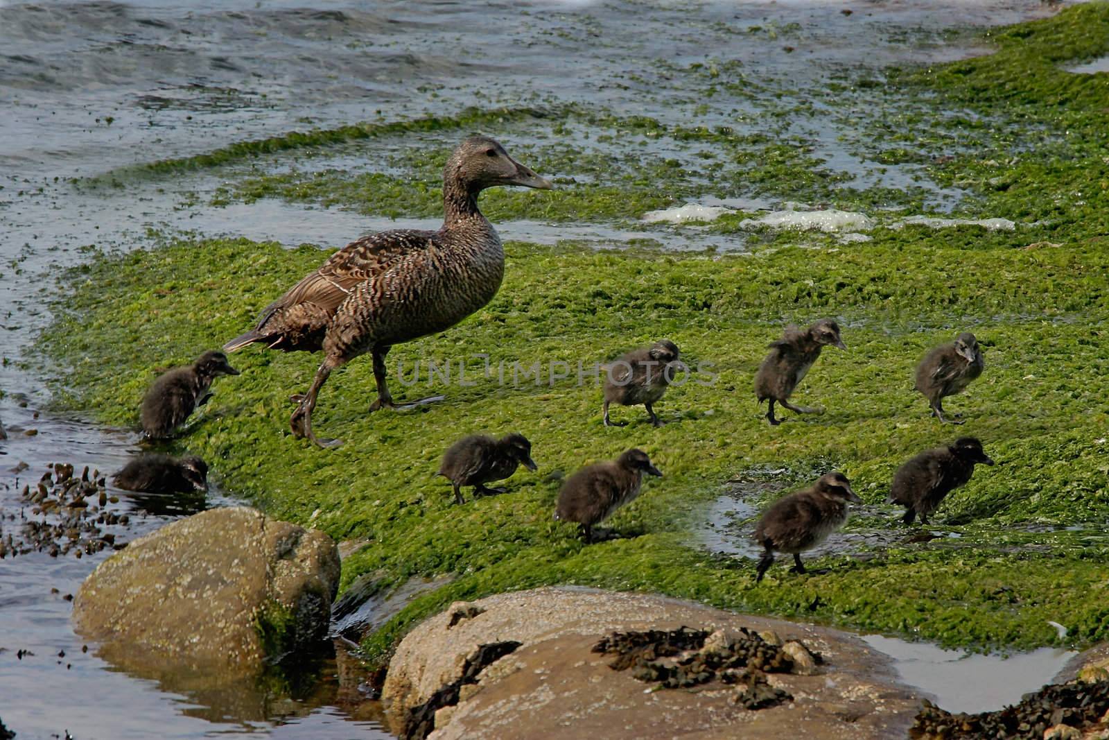 A female Eider Duck with her nine Ducklings.
