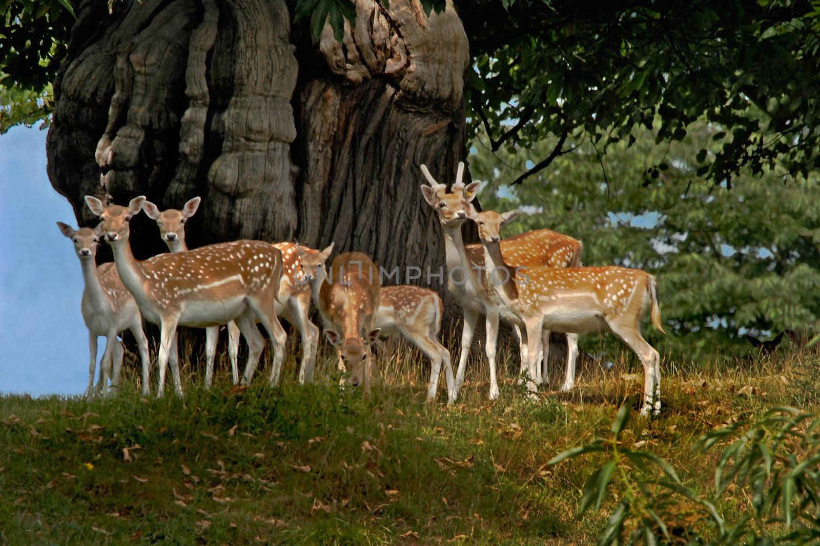 Young Fallow Deer in woodland in North Yorkshire. They were originally brought to the UK by the Normans about 900 years ago.