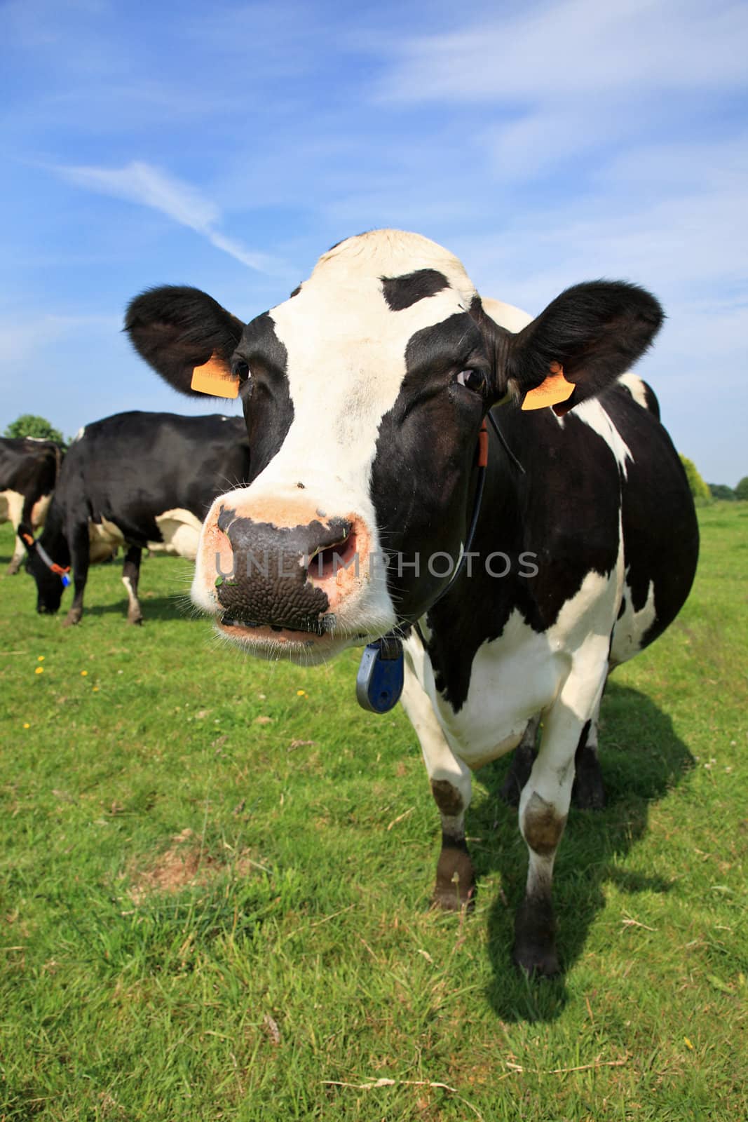 Welcoming black and white cow in a field
