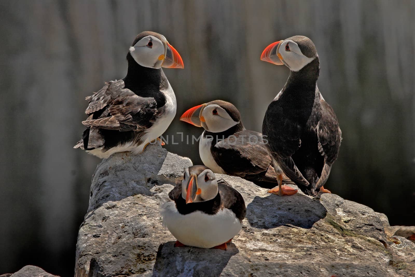 A group of Puffins together on the rocks at the Farne Islands.