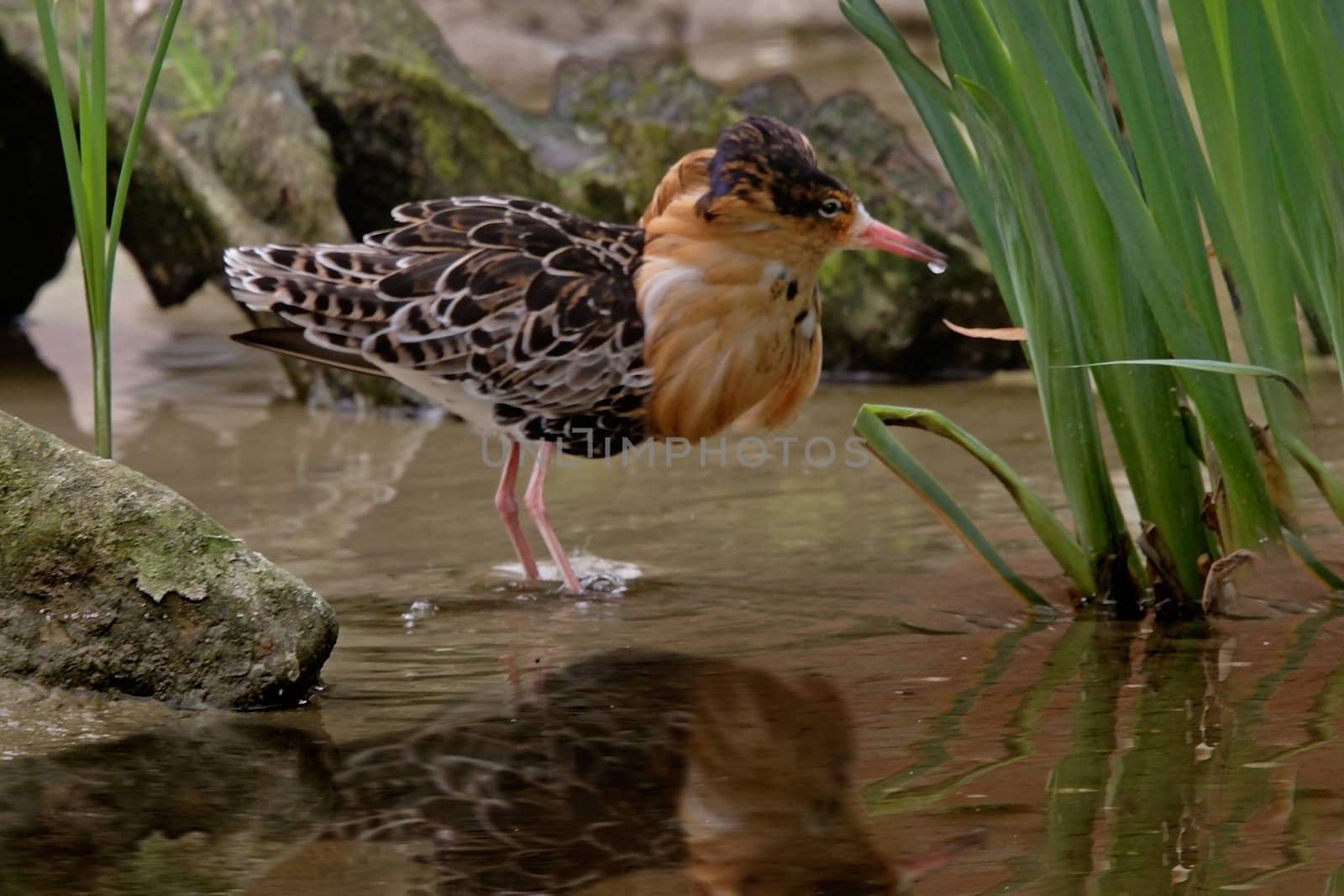 Male Ruff in Spring Plumage.
