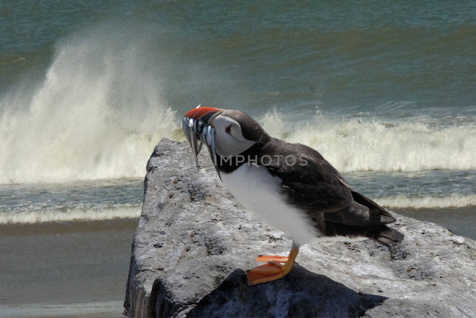 A Puffin with food for his family, on a rocky ledge in South Wales.