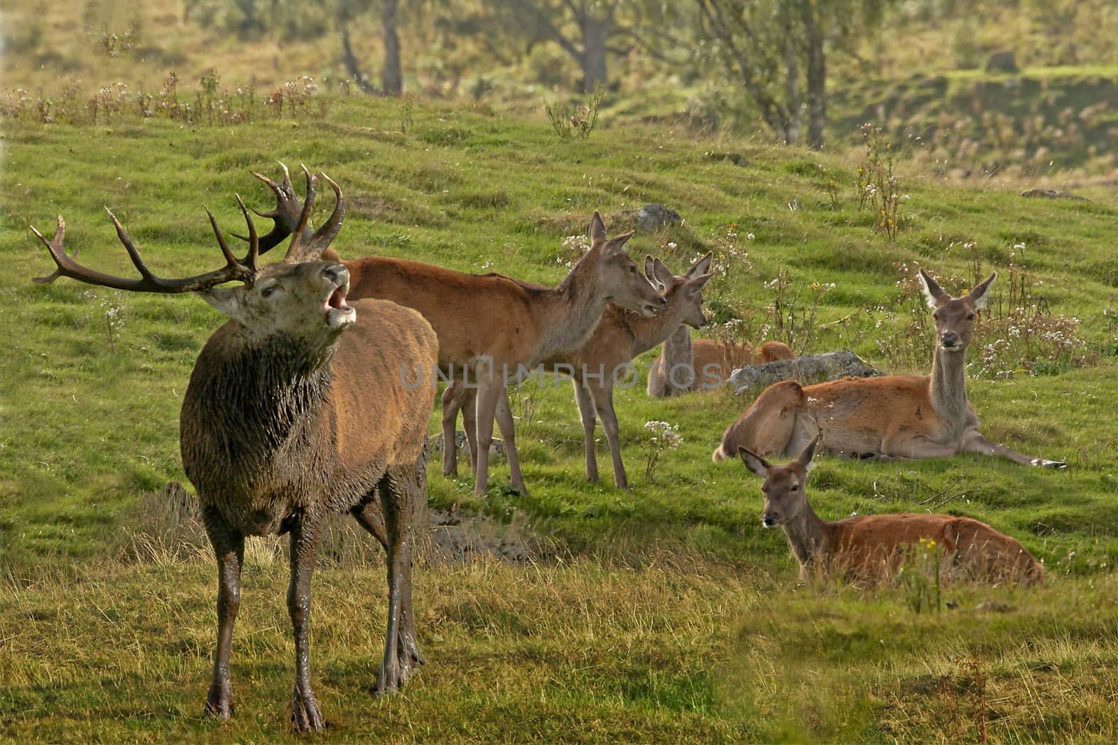 A male Red Deer stands guard over his herd in the Highlands of Scotland.