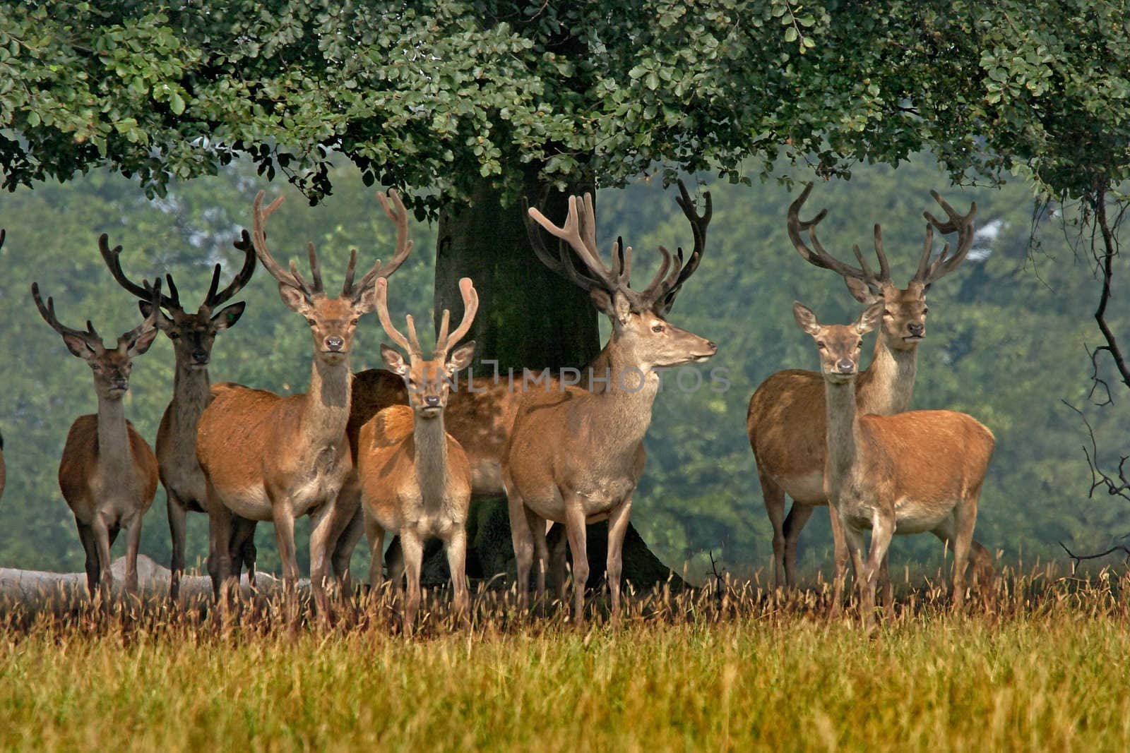 A herd of young Red deer in Yorkshire, England.