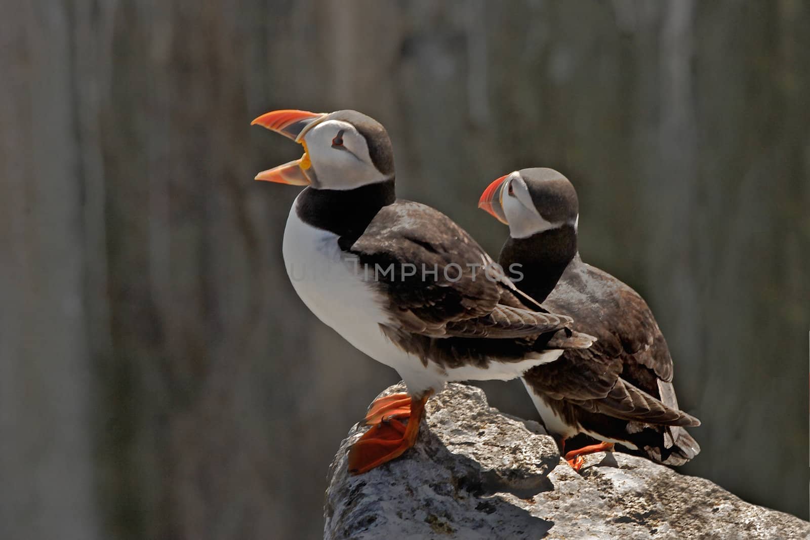 Two Puffins on the cliffs of the Farne Islands, Northumberland, England.