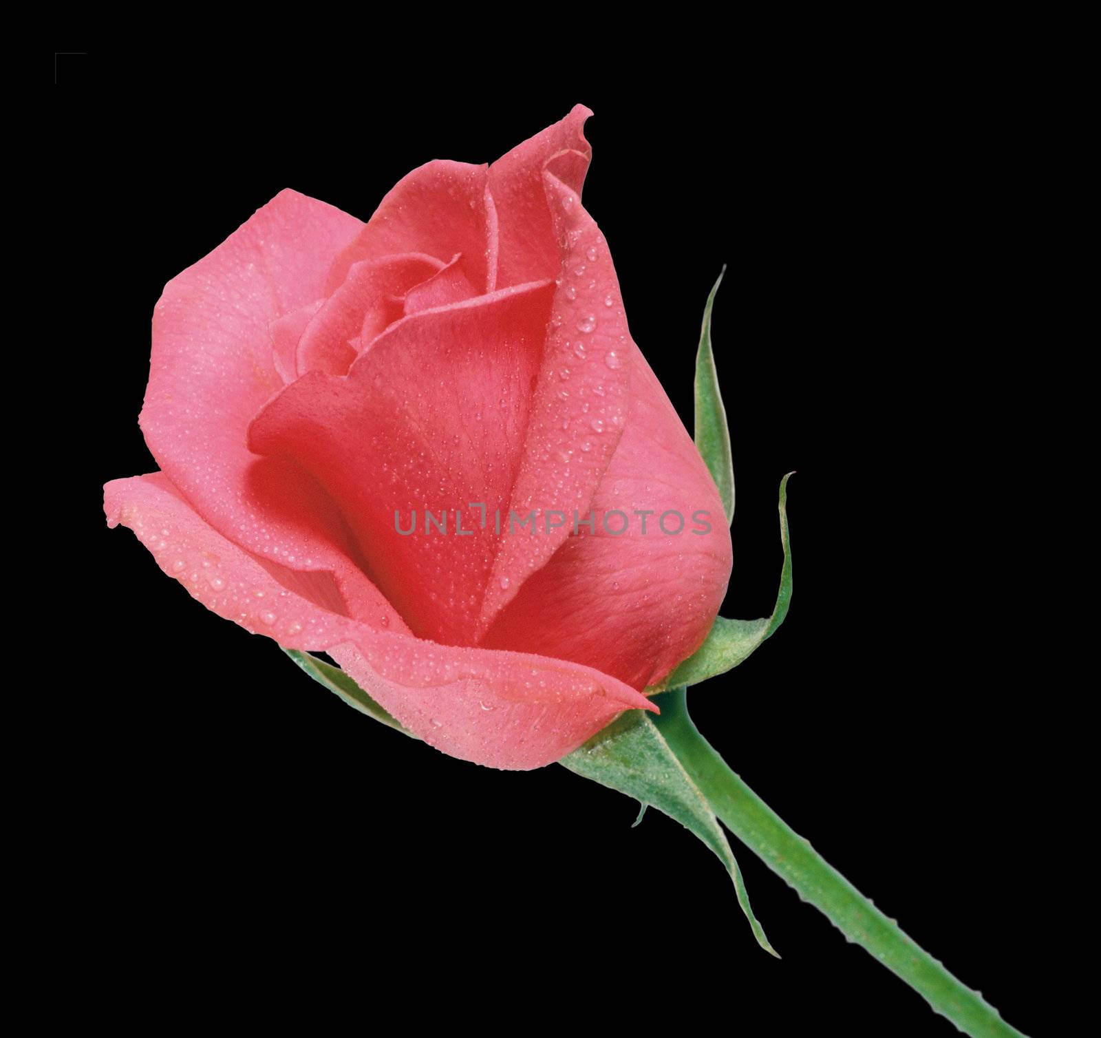 Nice rose with for your romantic design