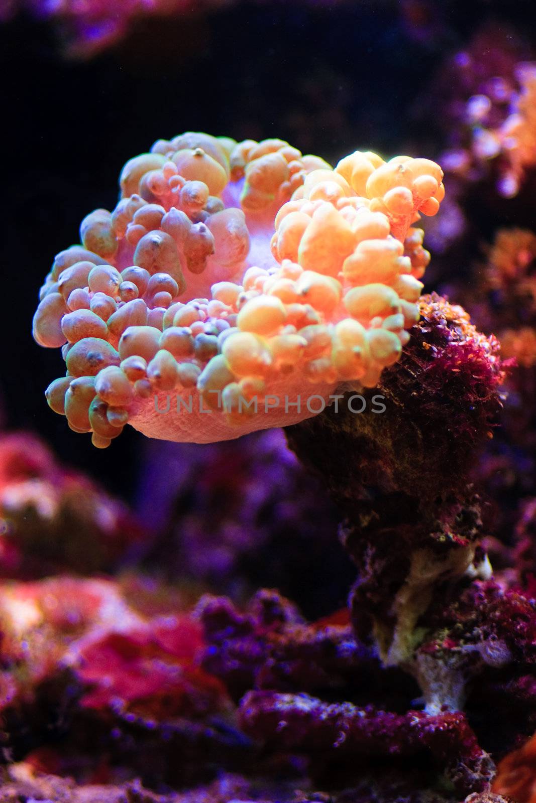 sea water plants, underwater image from maldives