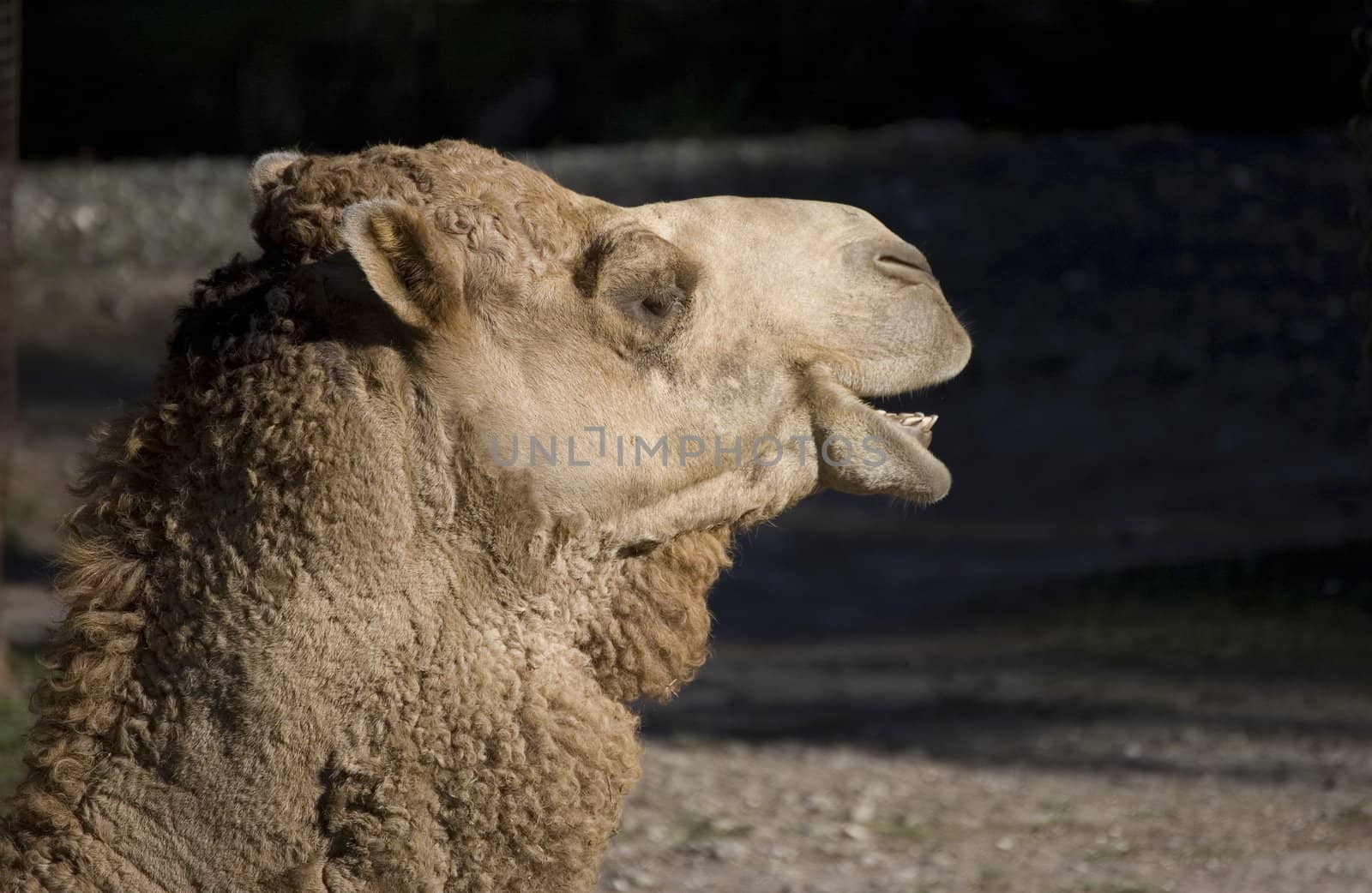Camel looking at black copy space with mouth open