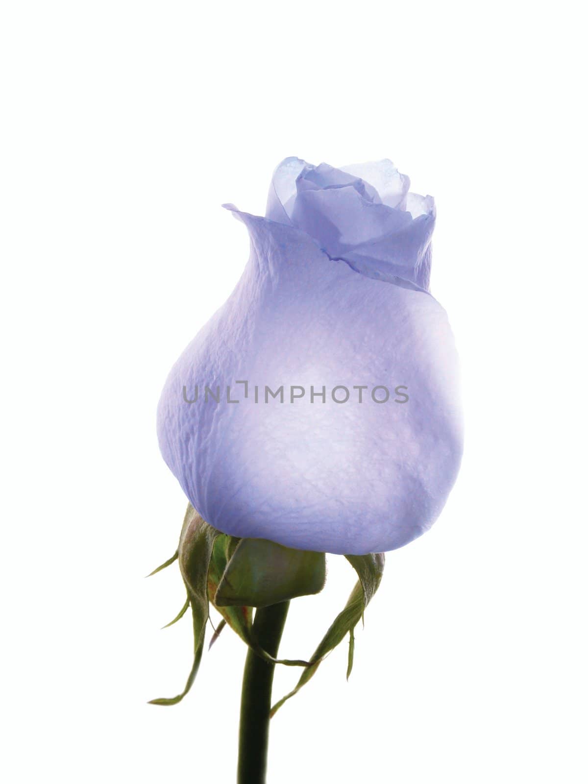 Gentle violet rose on white background. Isolated