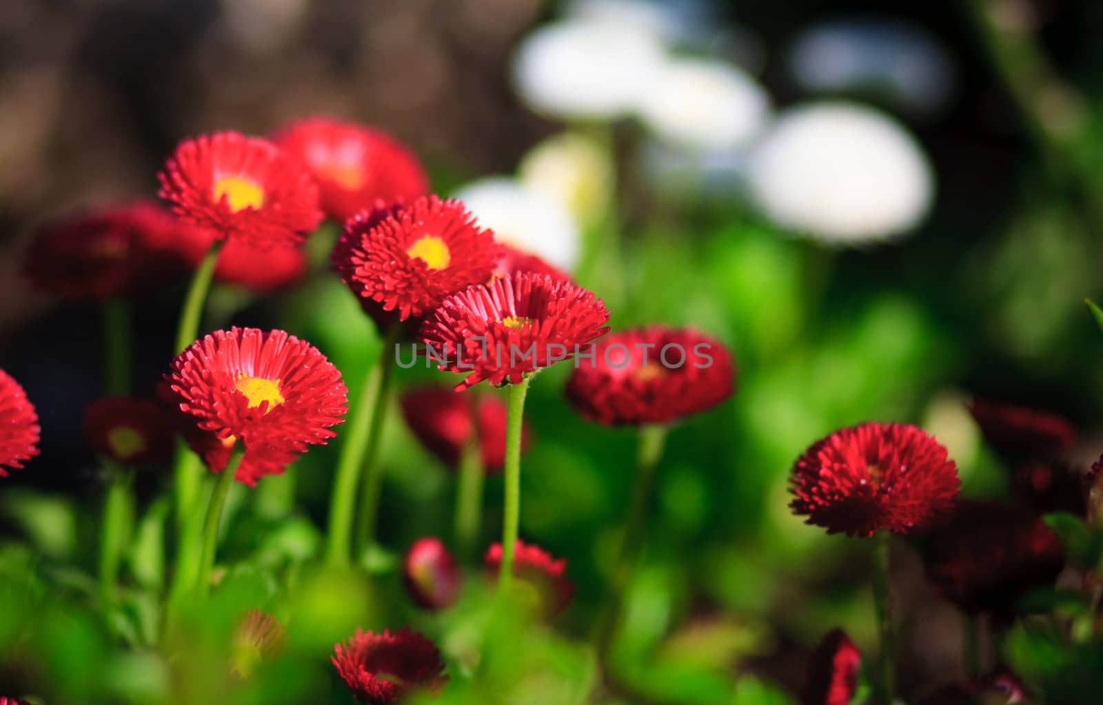 colored flowers in garden in summer