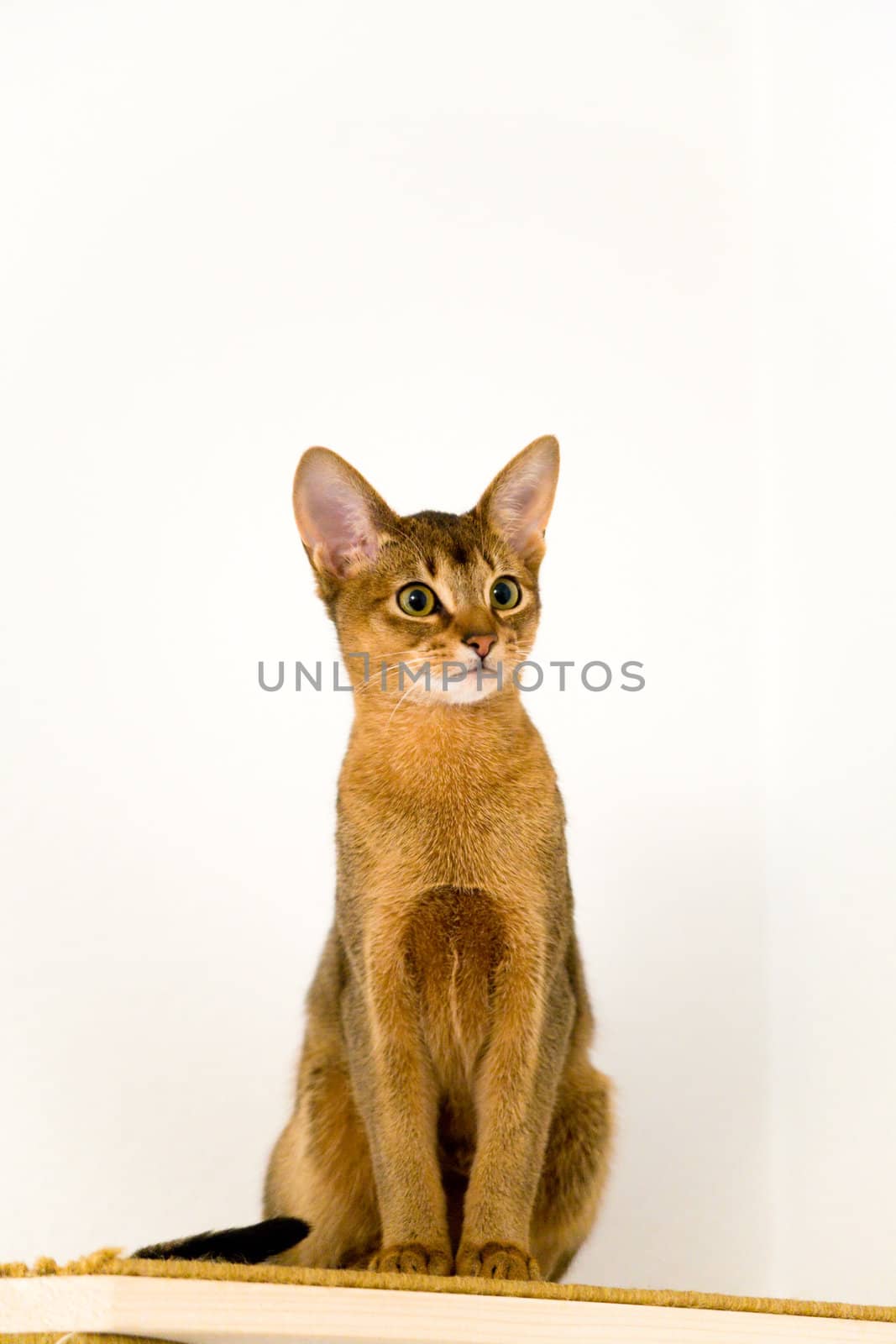 young Abyssinian cat in action