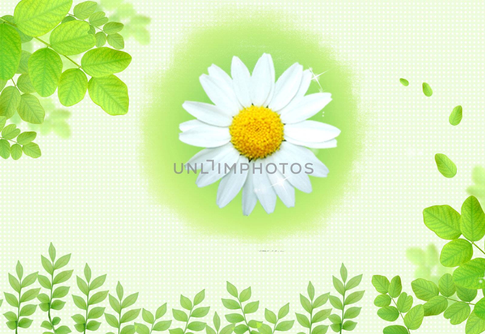 Nice daisy on wonderful background with green leaves