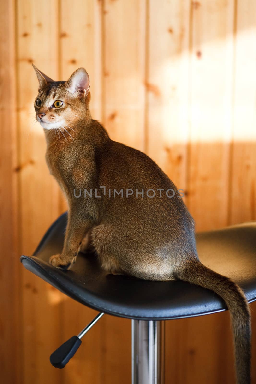 young brown Abyssinian cat on char