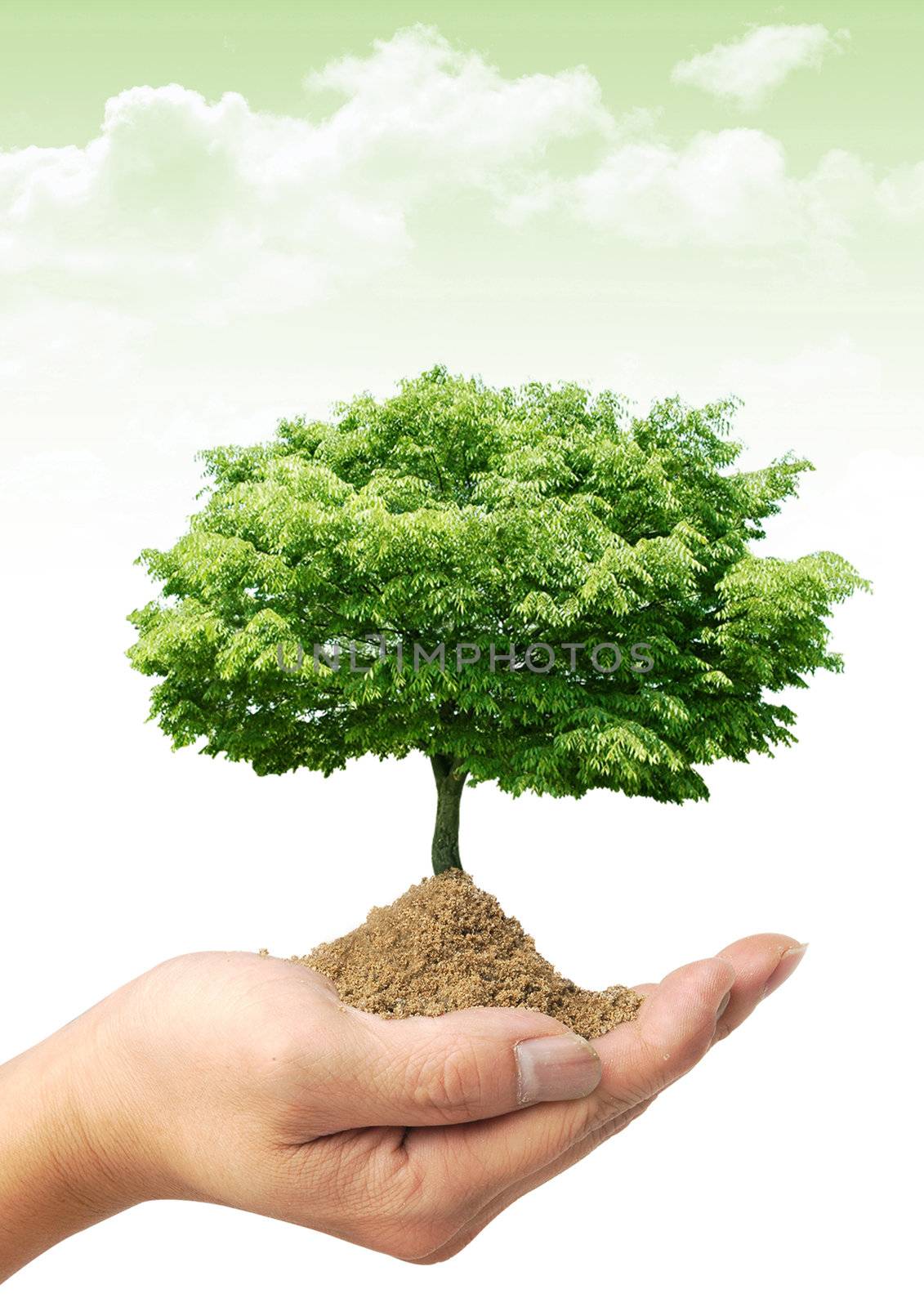 Nice spring picture with green tree on the hand
