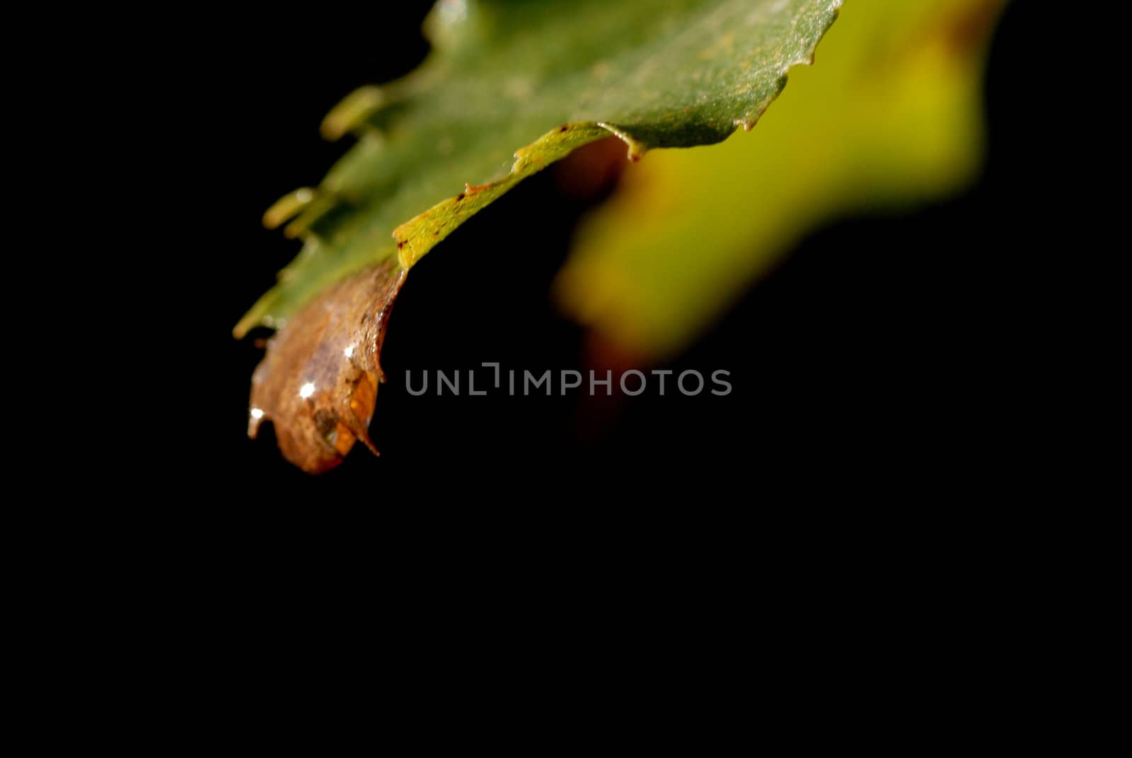 insouciance, autumn, drop