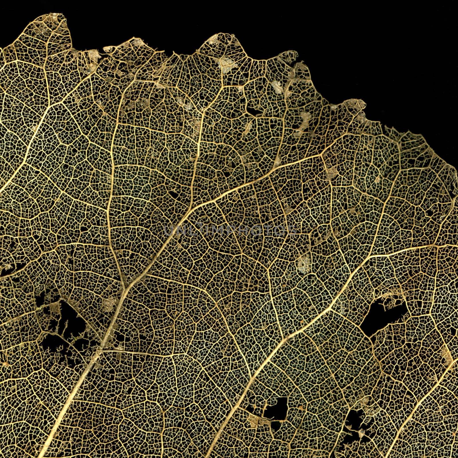 dried popplar tree leaf with vein structure on black