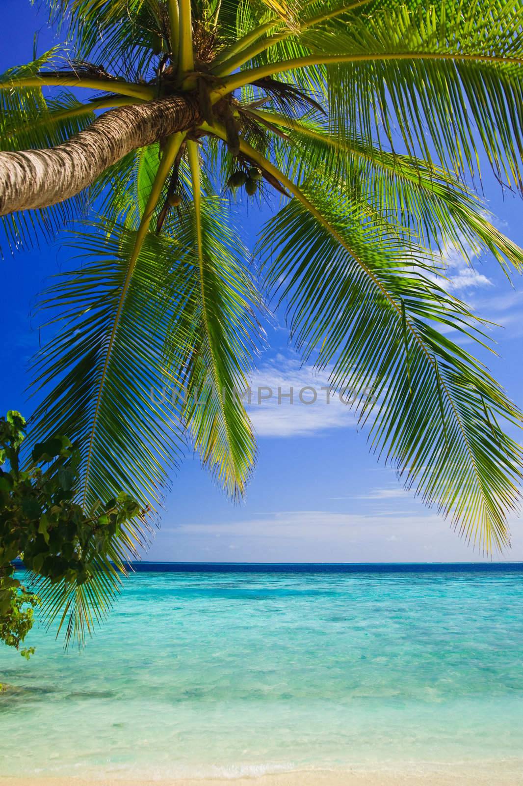 Tropical Paradise at Maldives with palms and blue sky