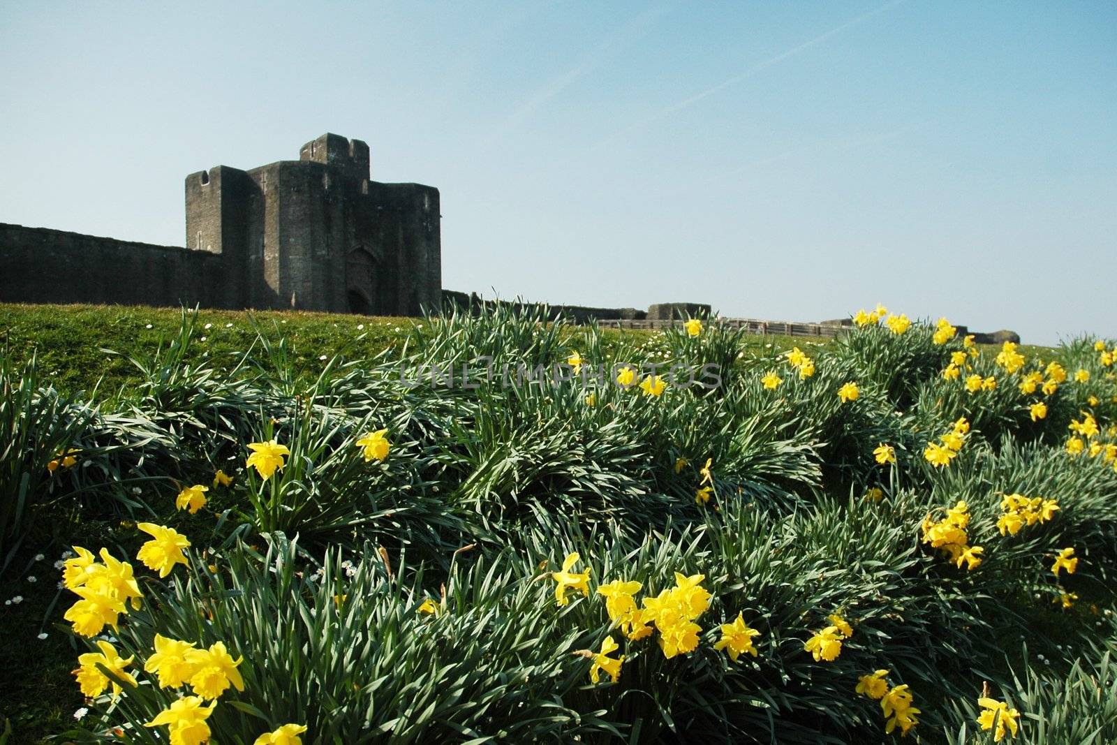 caerphilly castle with field and yellow flower, horizontally framed shot