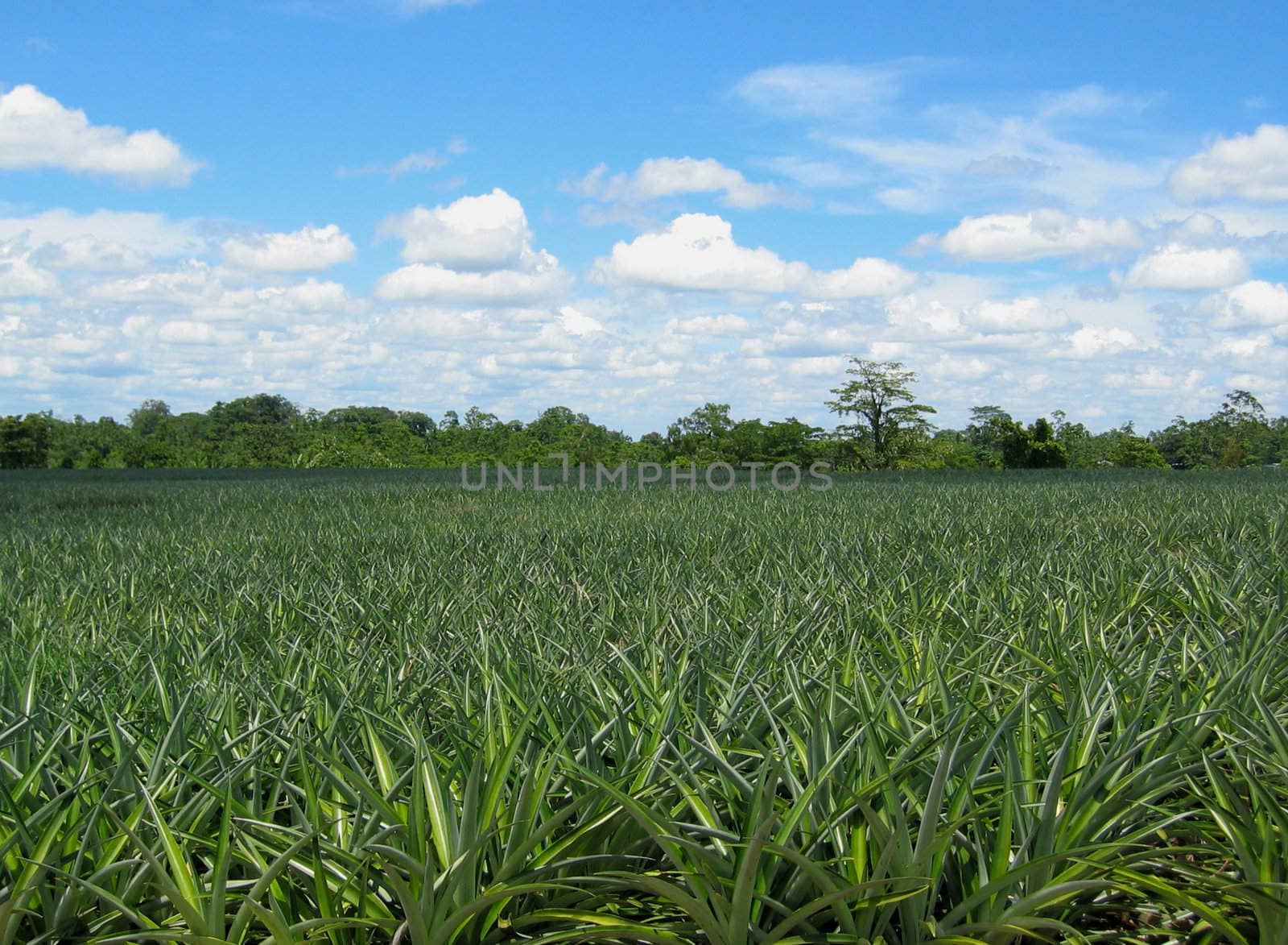 tropical pineapple field with fluffy clouds in the back