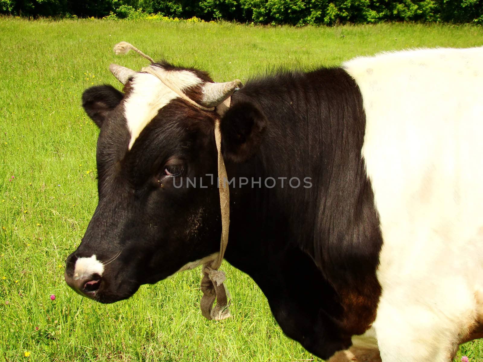 A black and white milk cow with a bright blue sky at the background