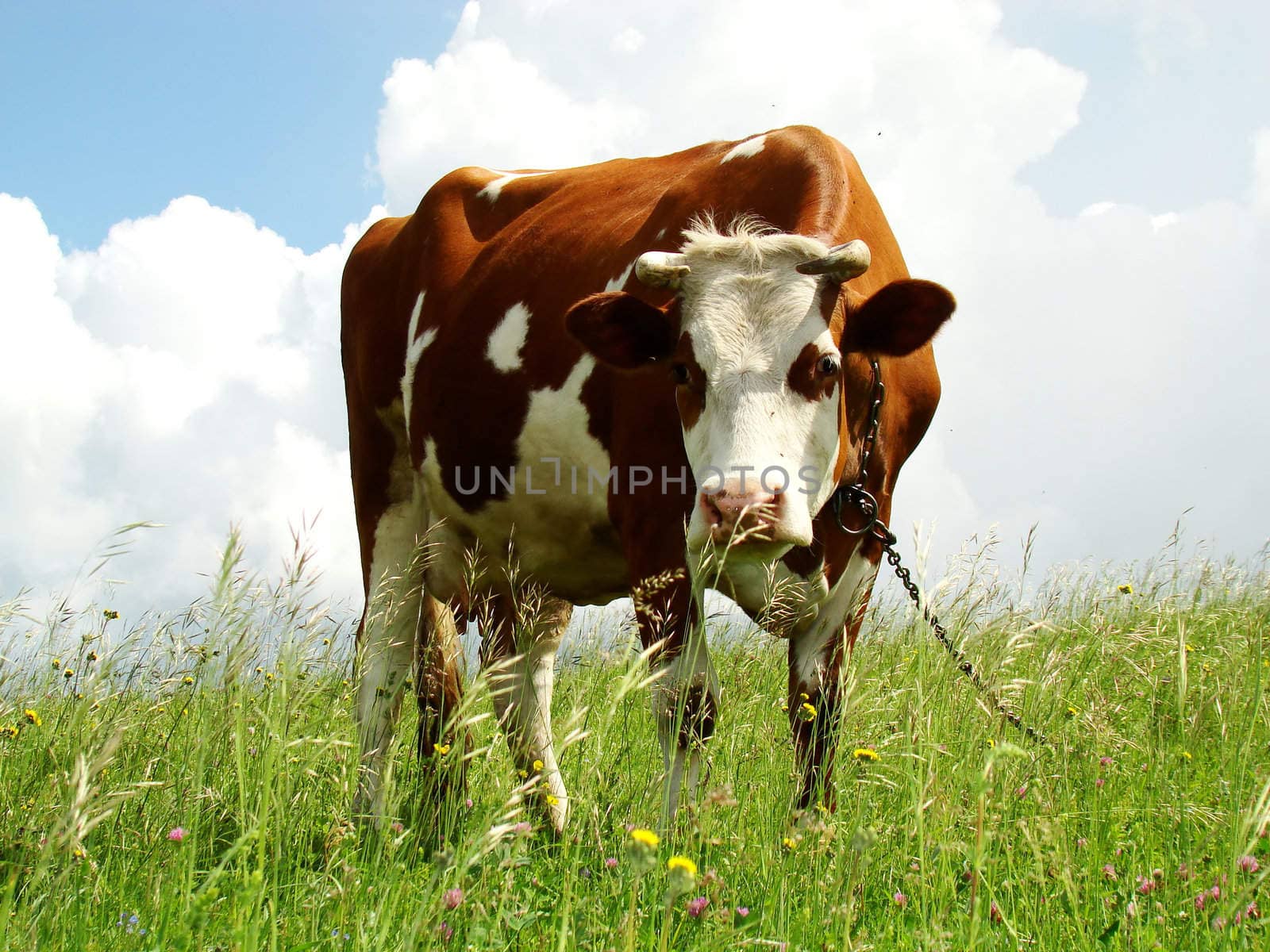 A black and white milk cow with a bright blue sky at the background