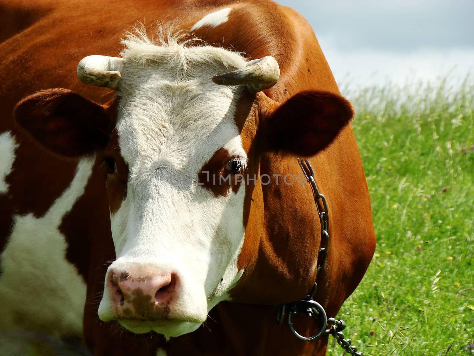 A black and white milk cow with a bright blue sky at the background